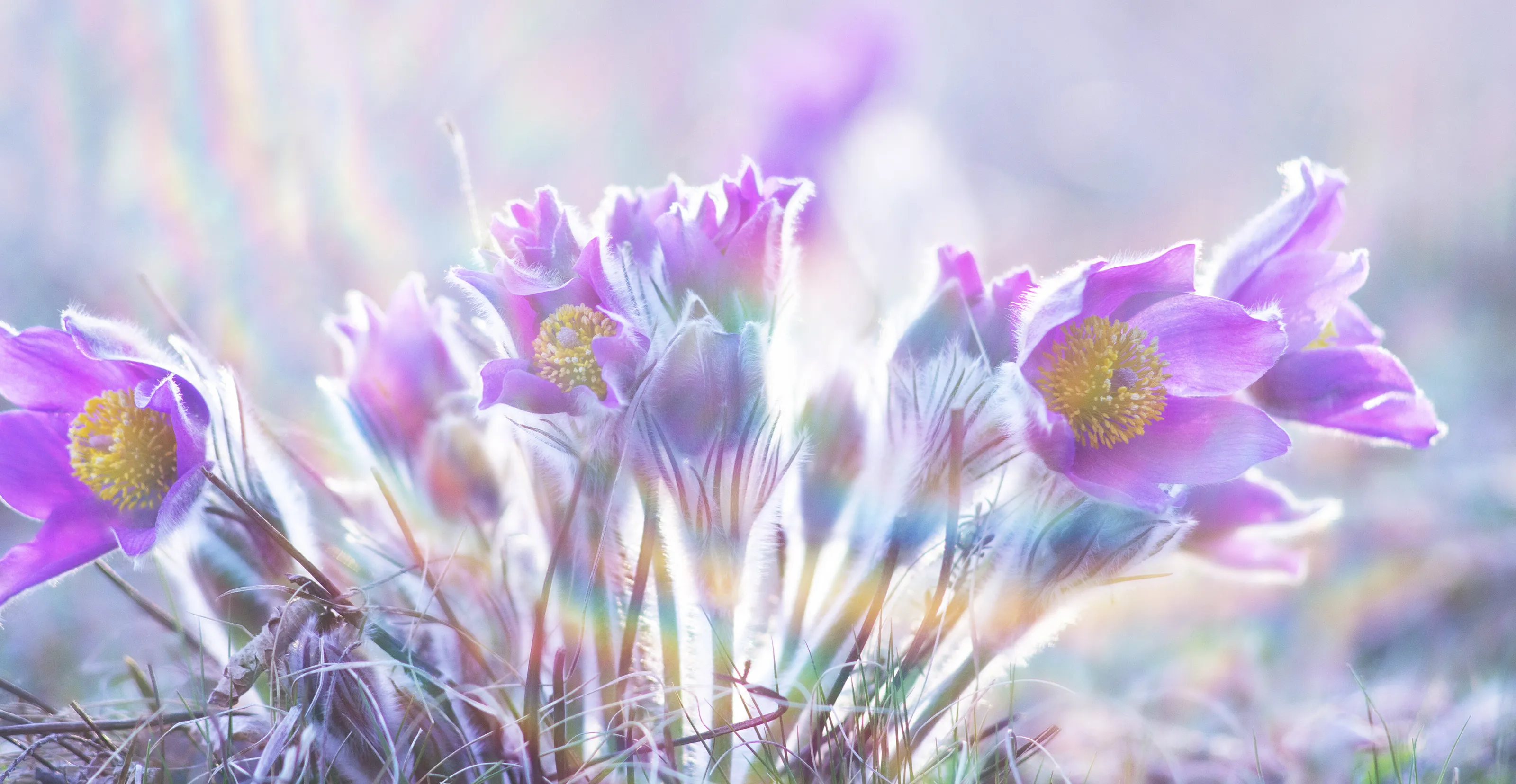 Nature in Bloom