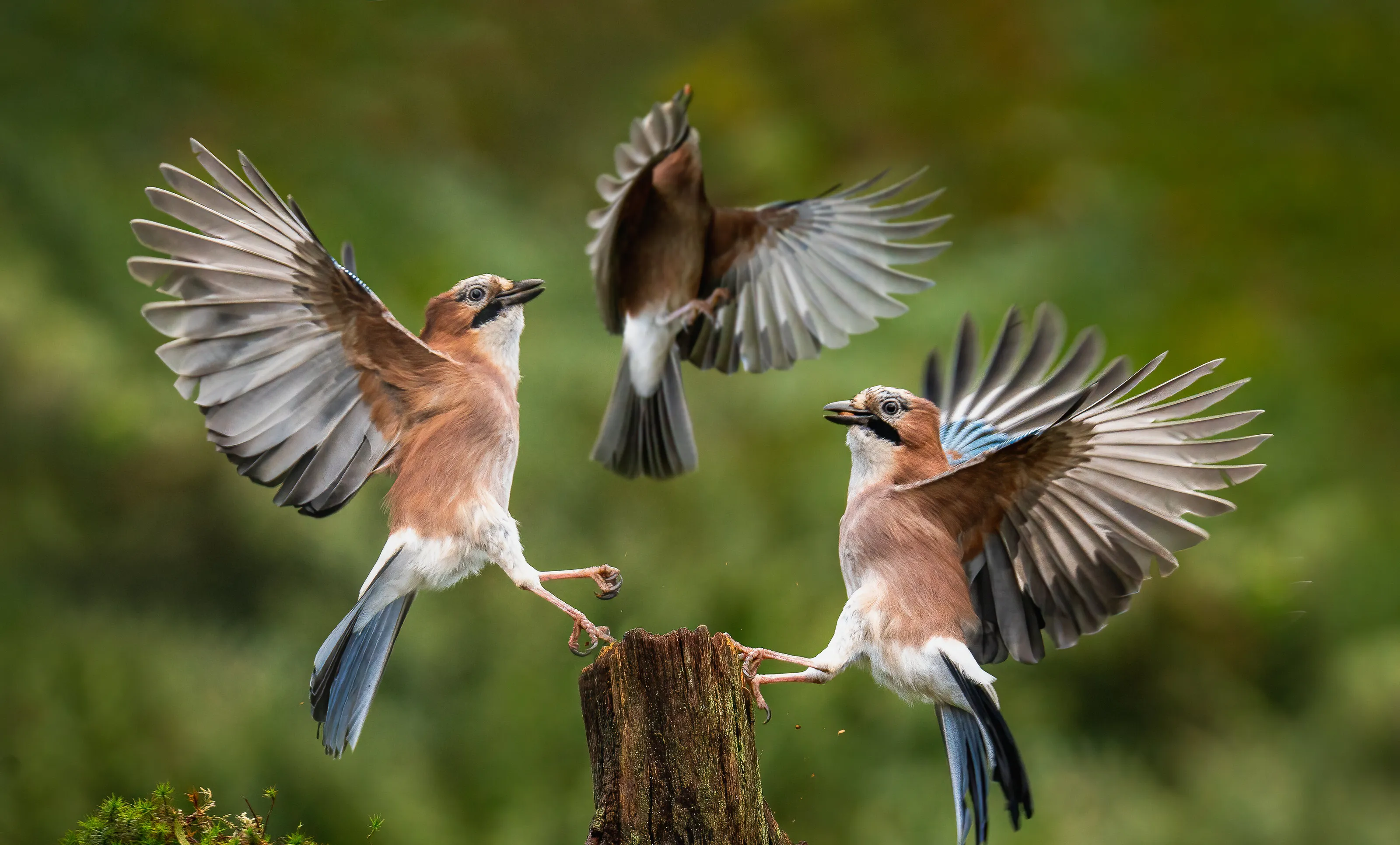 Birds in Flight