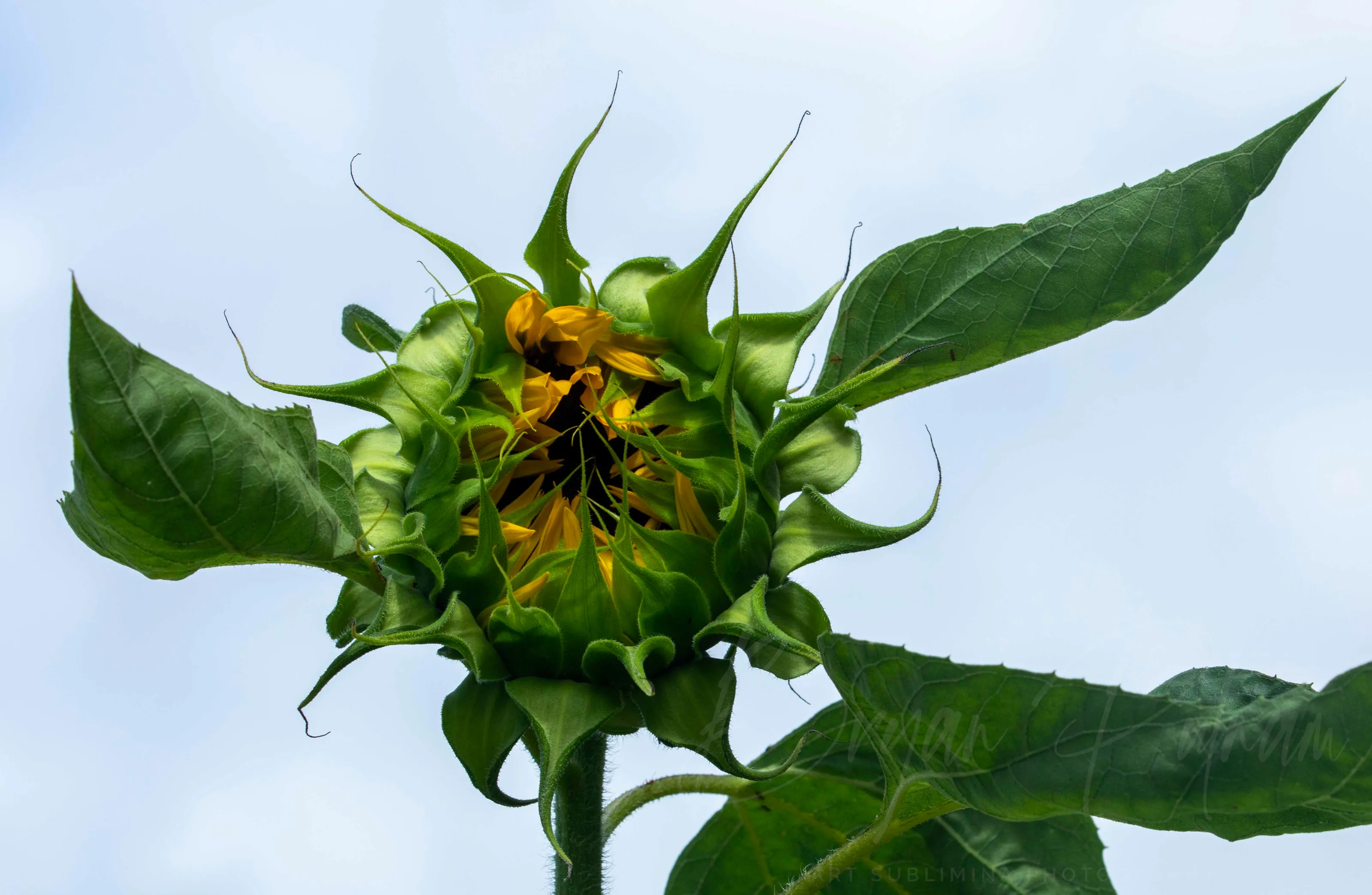 Flower Buds (in colour)