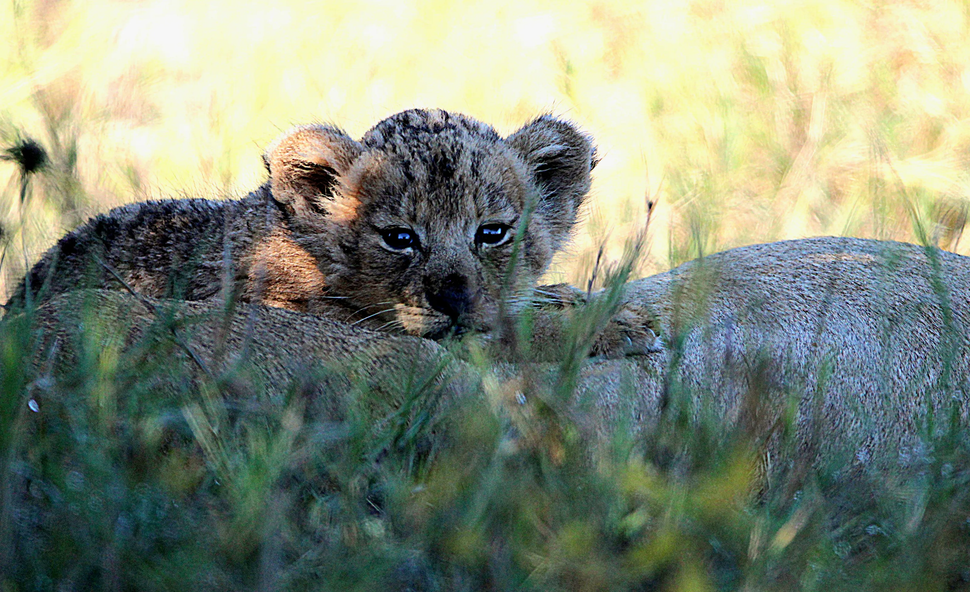 The Young of Wild Mammals