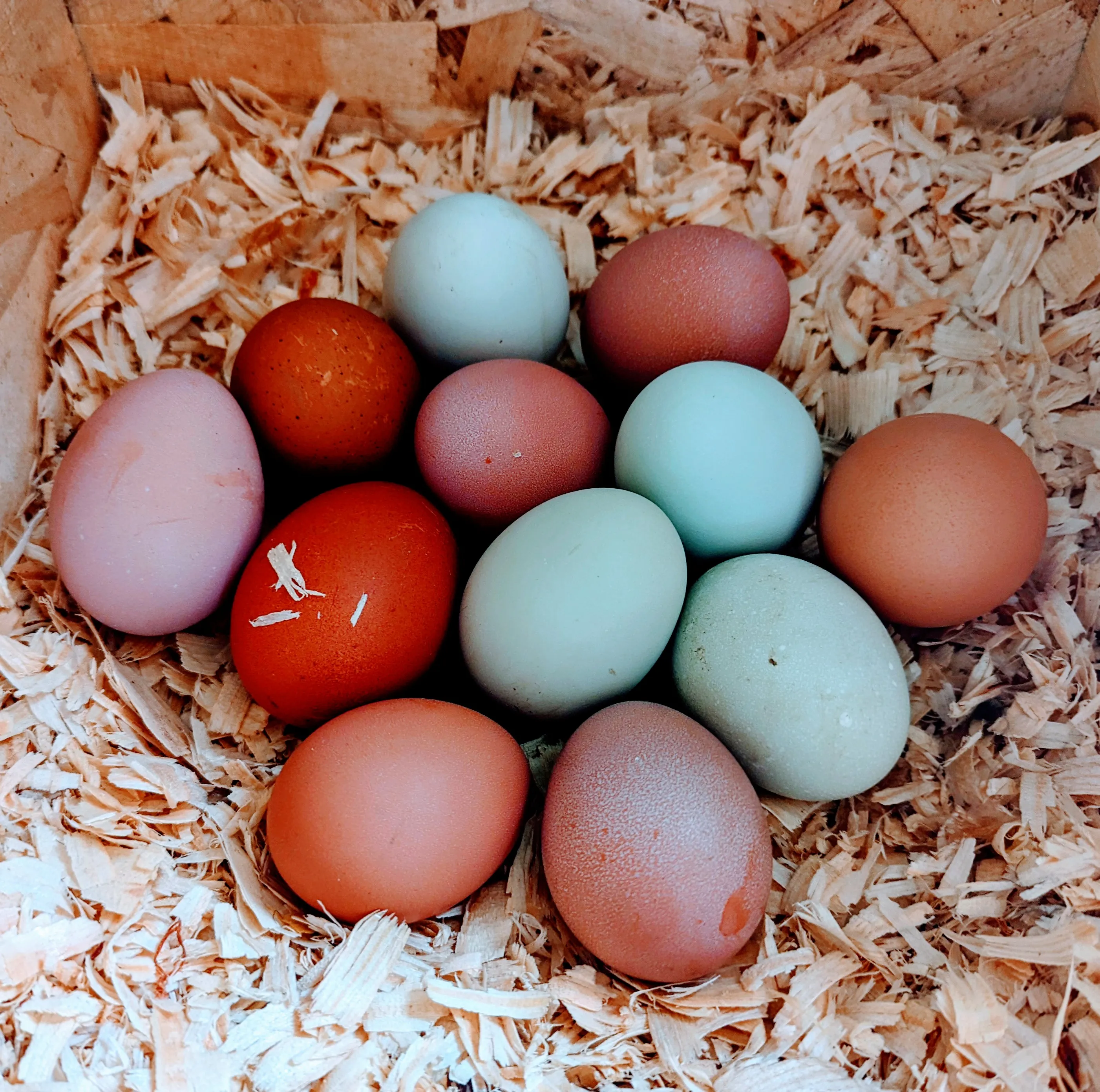 Eggs