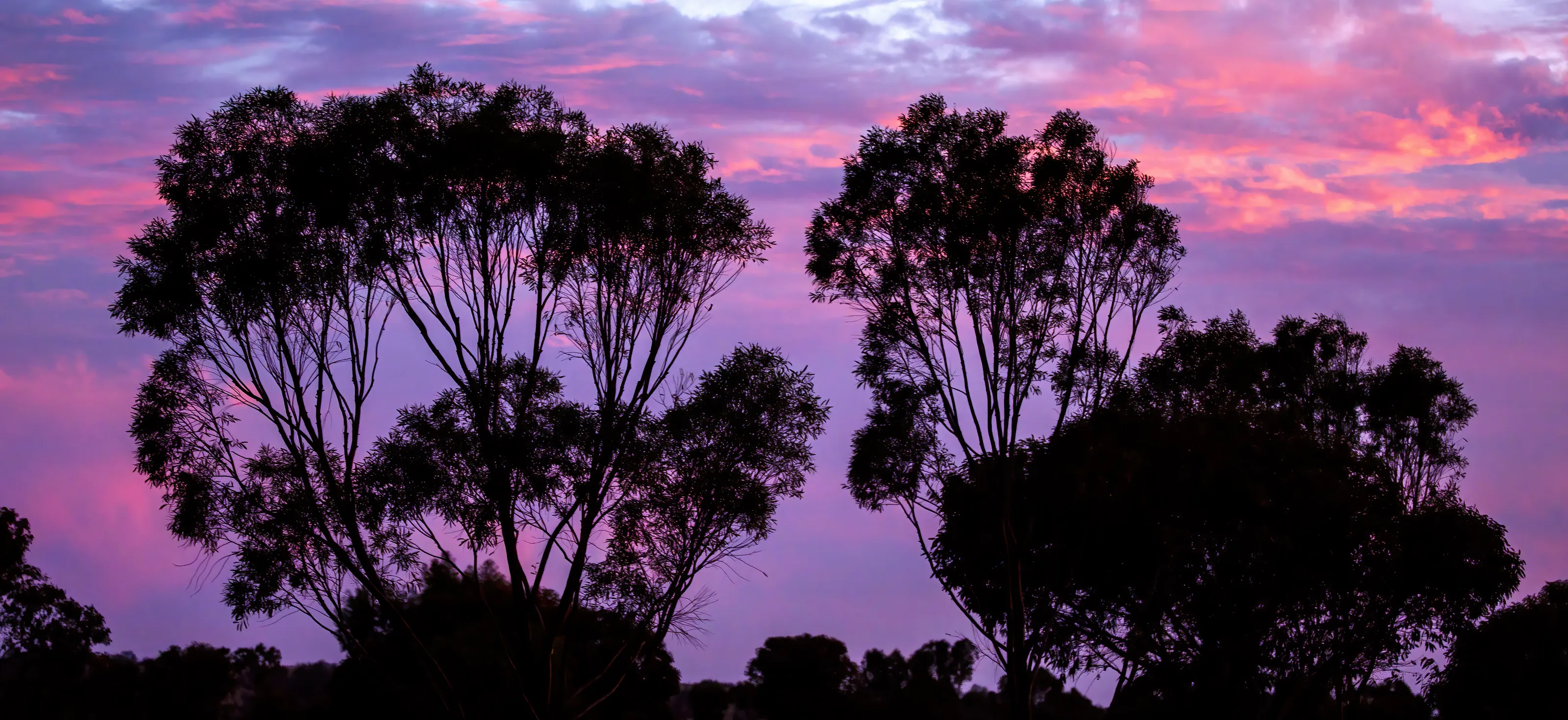 Silhouettes of Trees