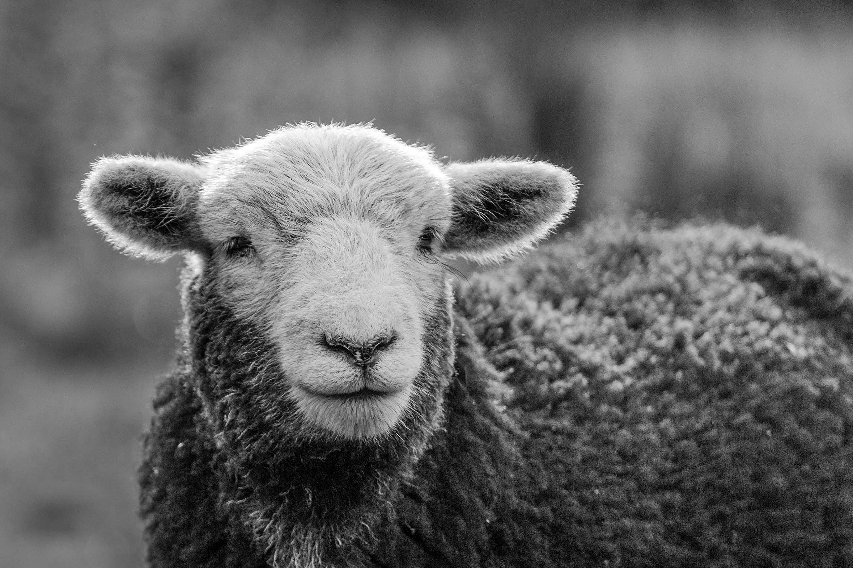 Sheep