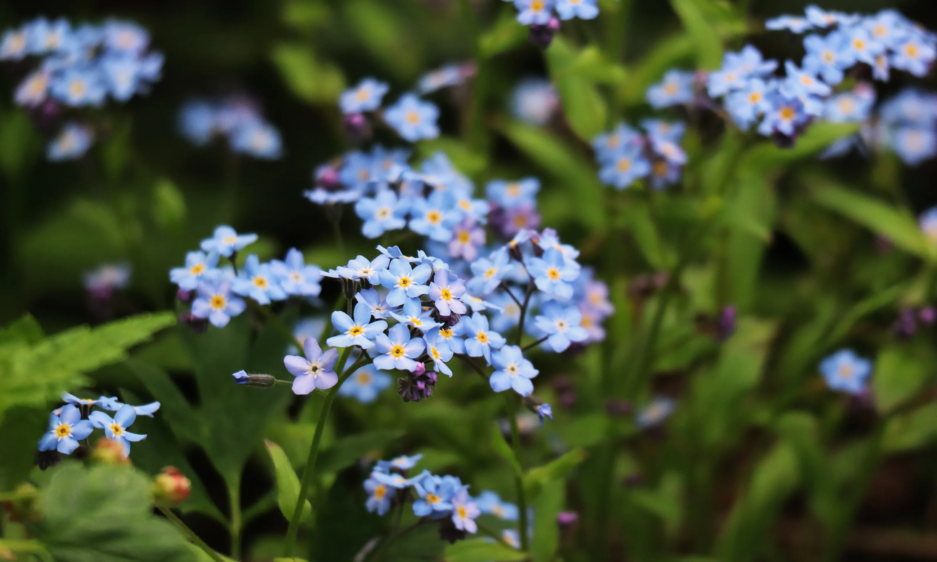 Small Blue Flowers