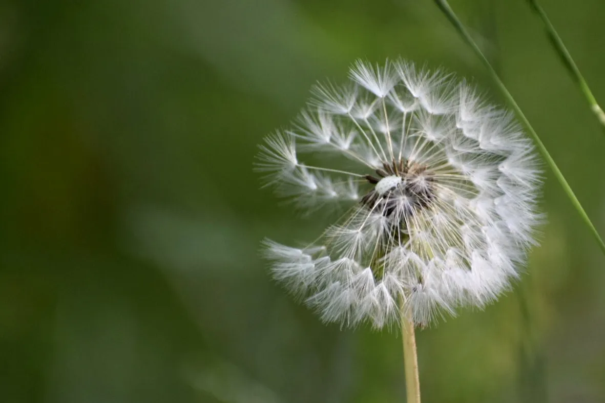 Dandelions (in colour)
