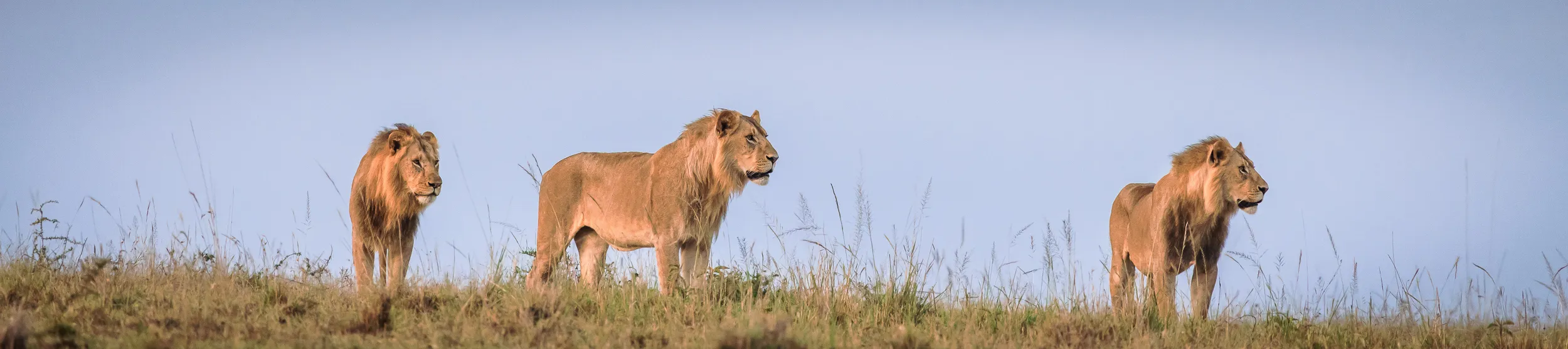 Africa's "Big Five" Animals in the Wild