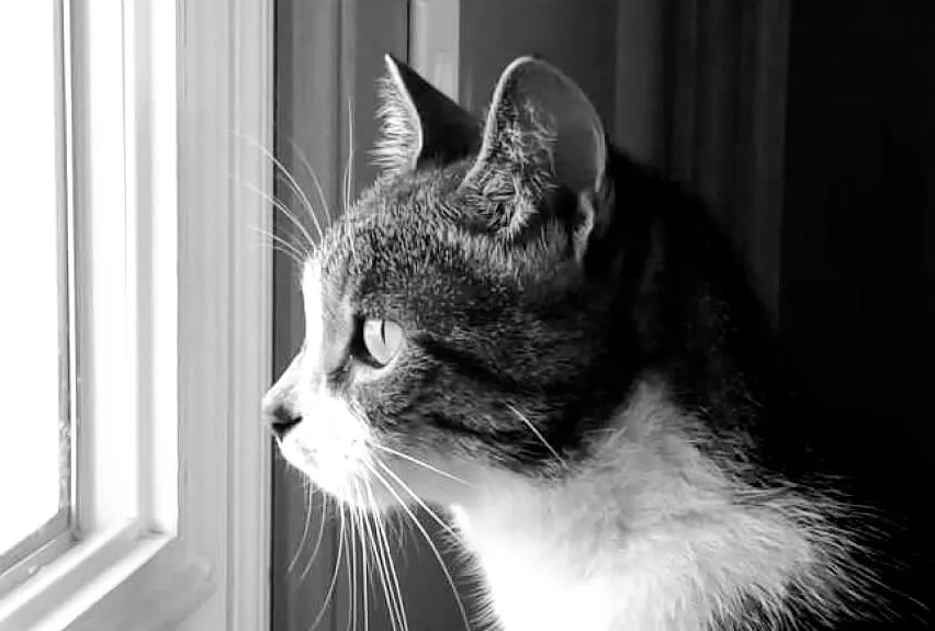 Animals Looking In or Out of a Window