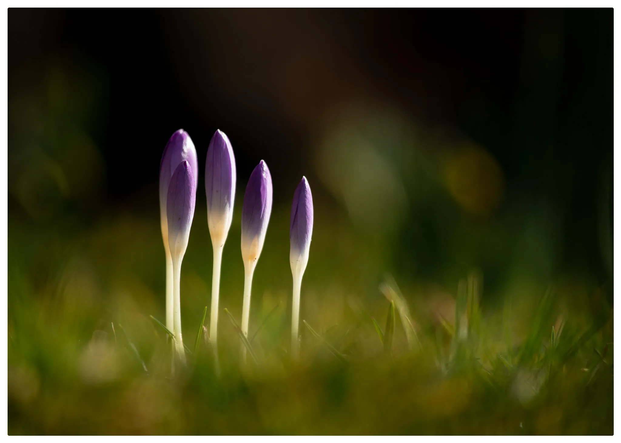 Springtime (in colour)