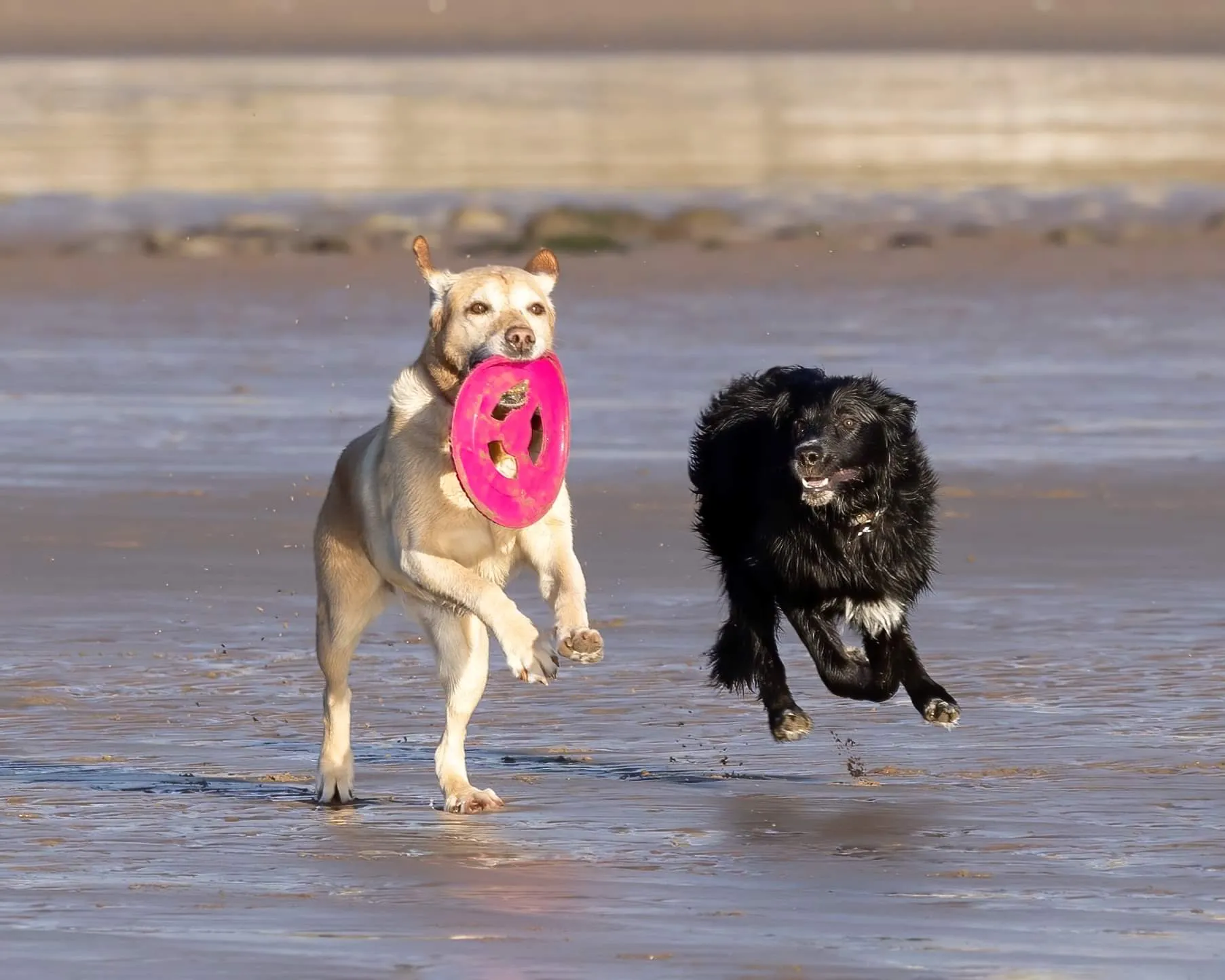 Dogs Playing Together