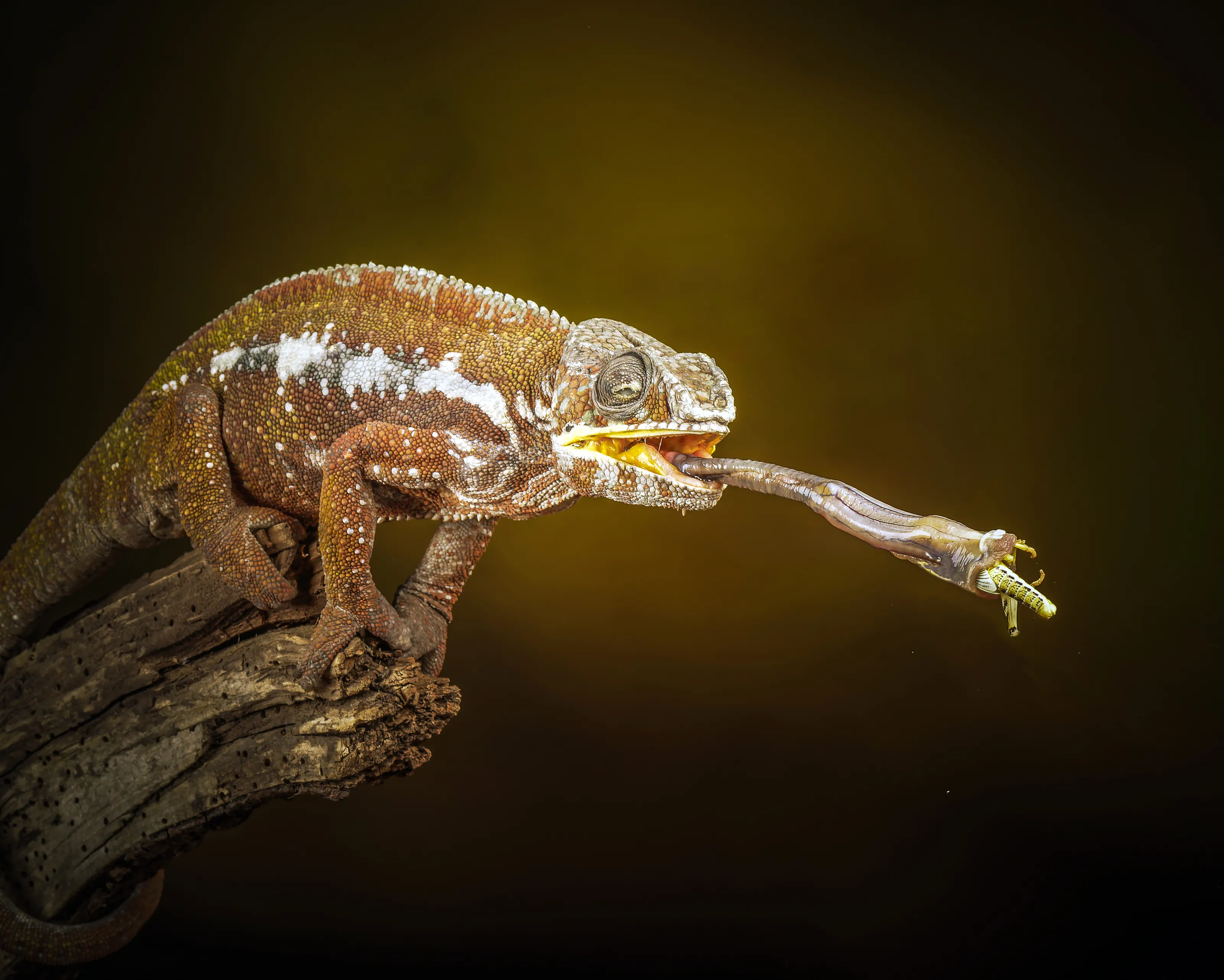Reptiles