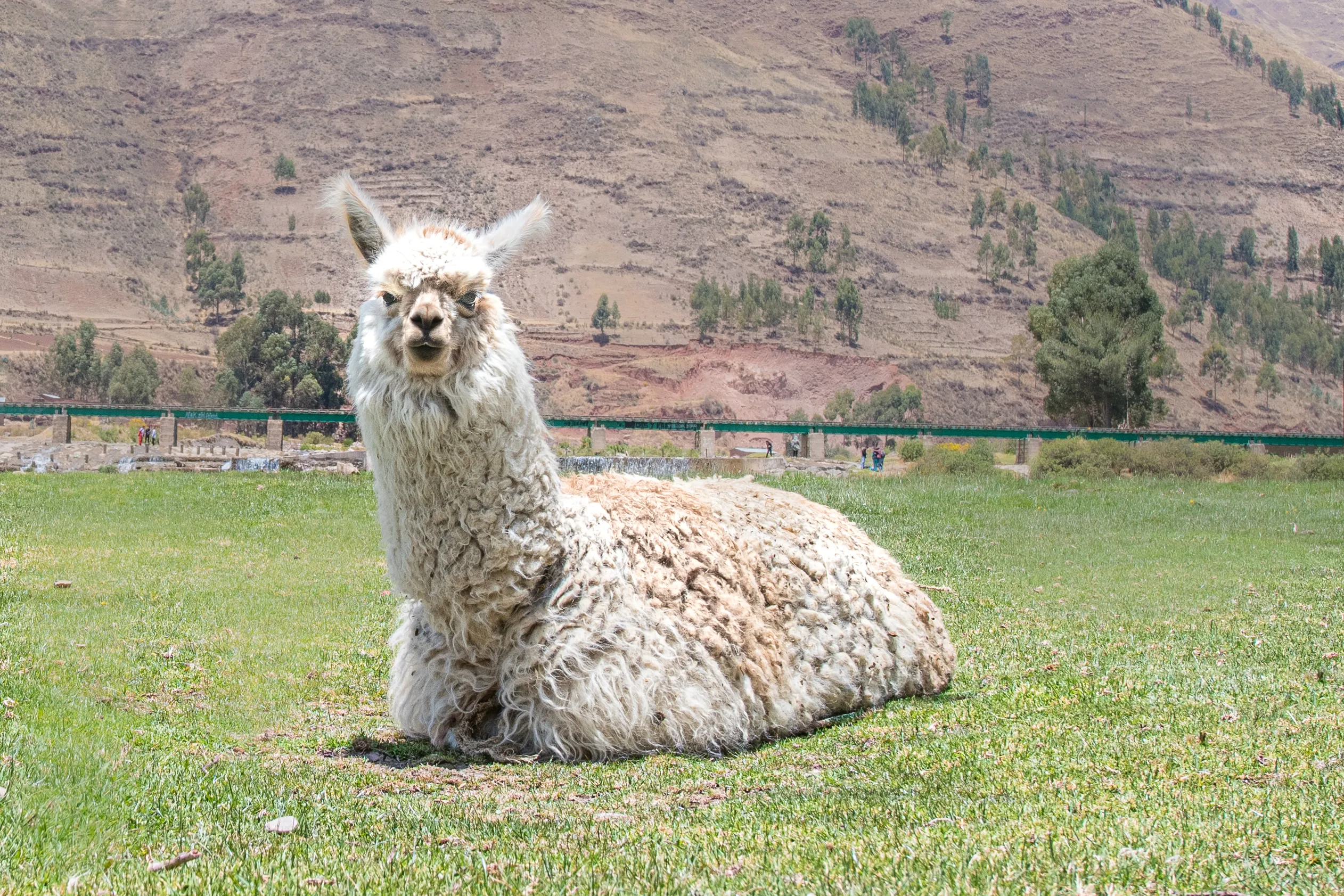 Llamas and Alpacas