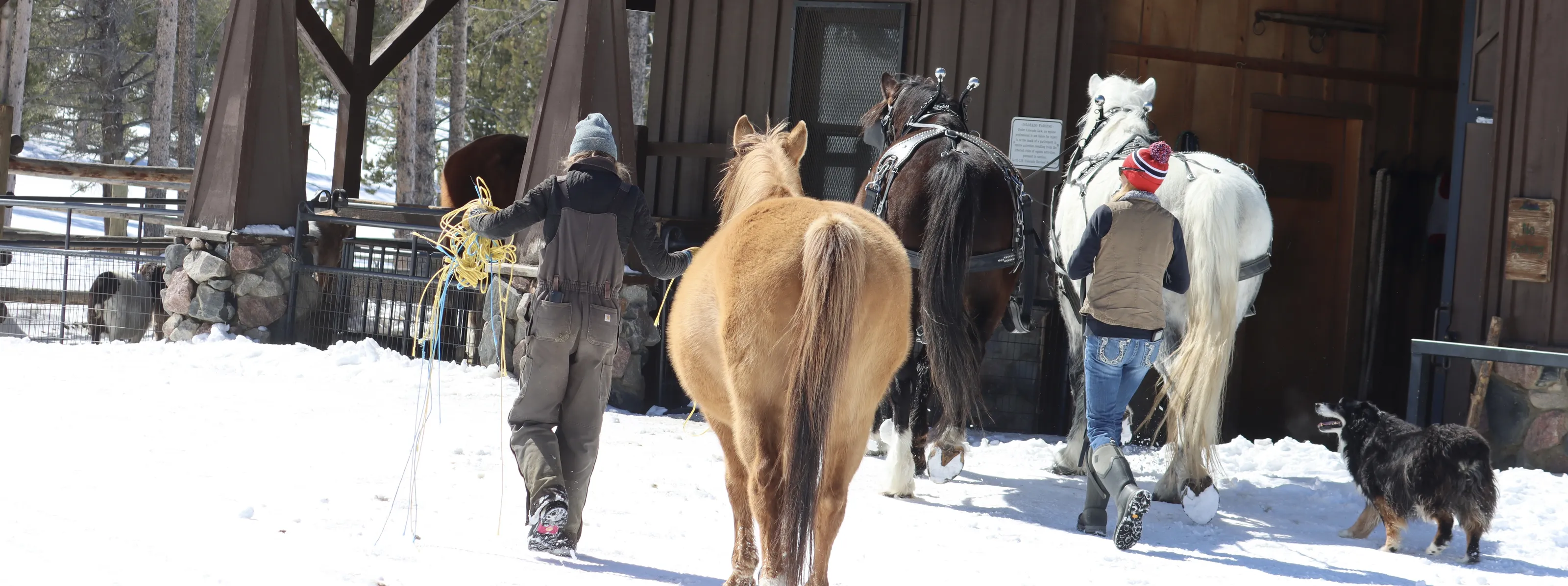 Horses and Horse-Related Items