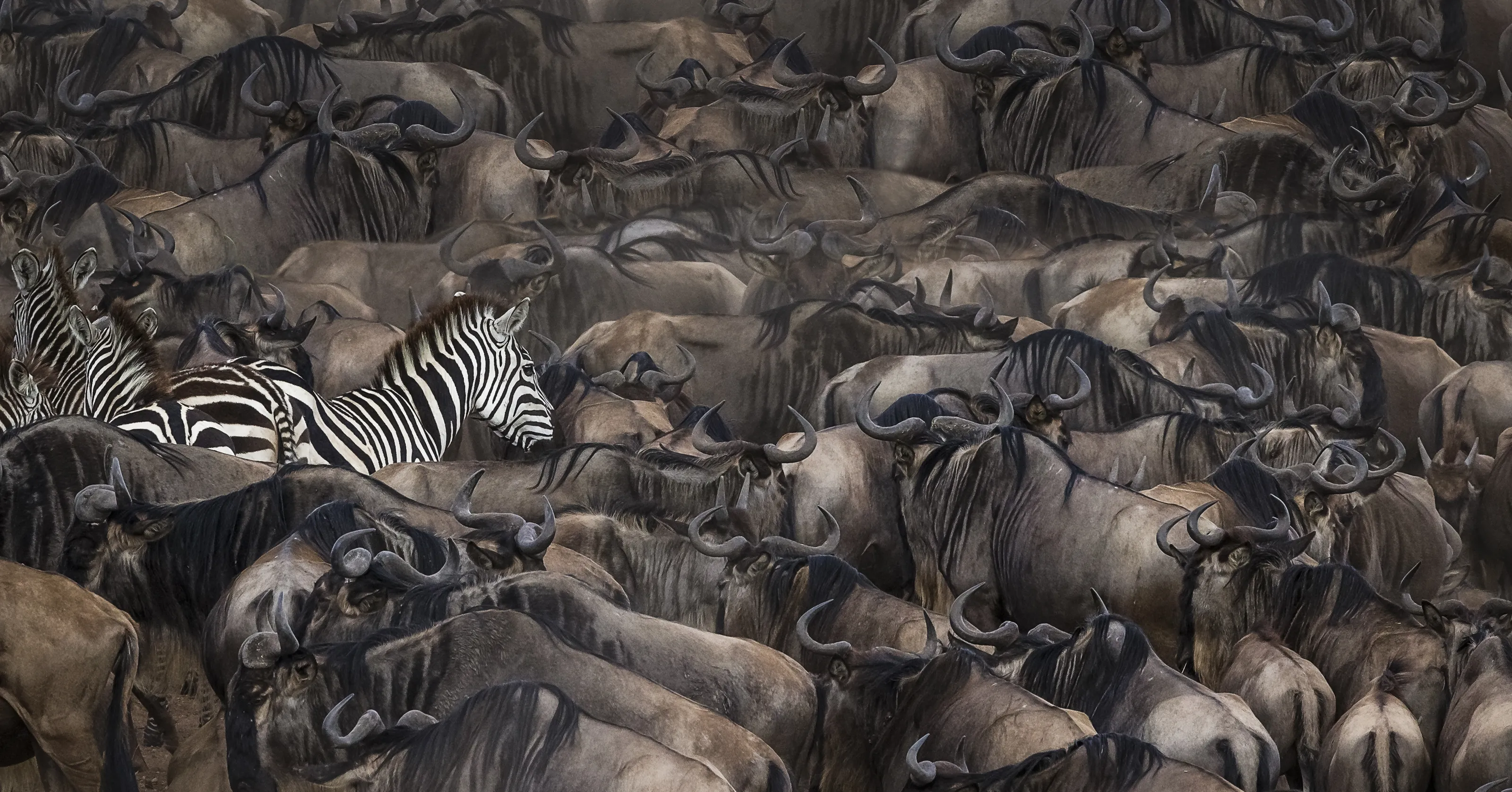 New Joiners - Animals #640