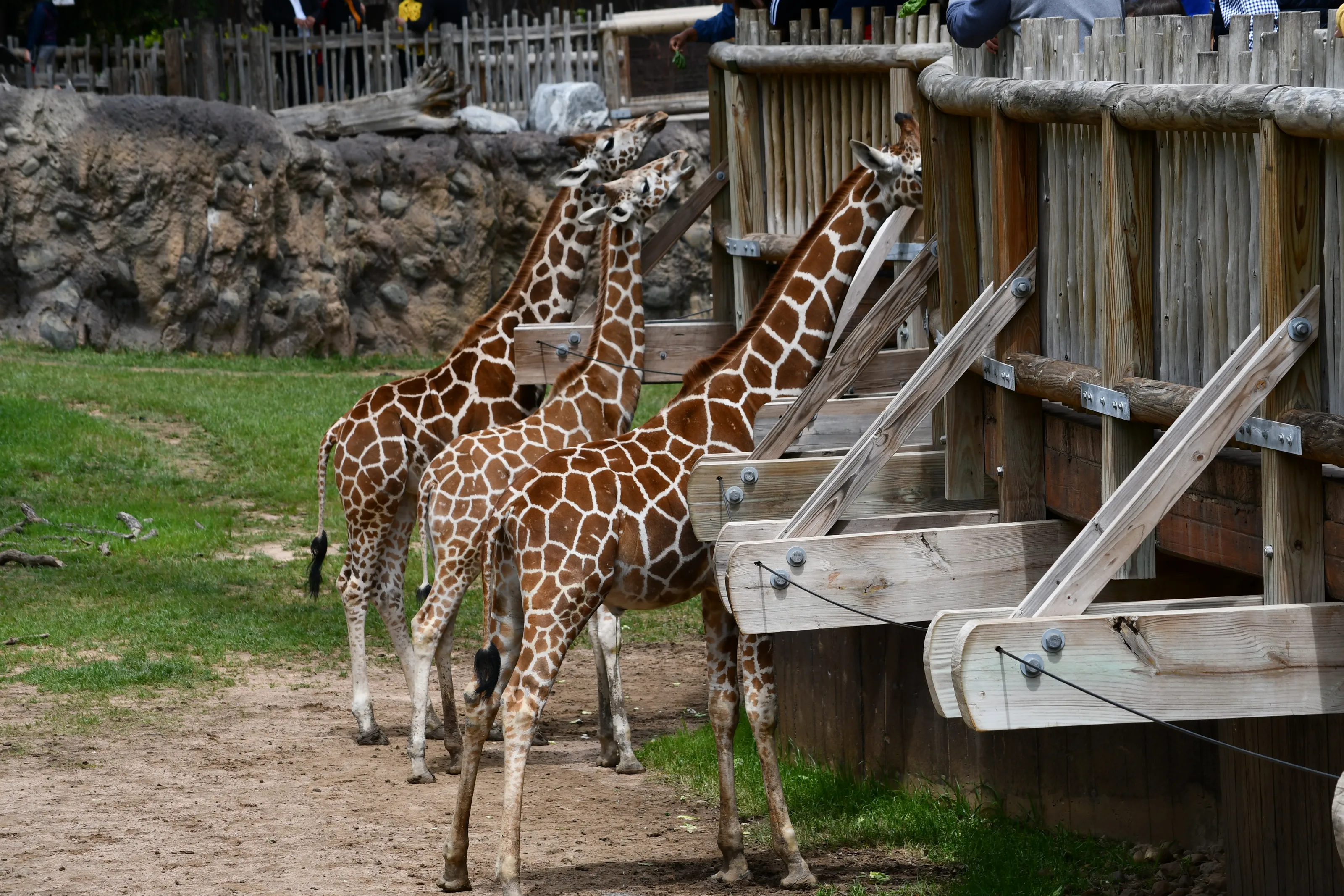 At the Zoo