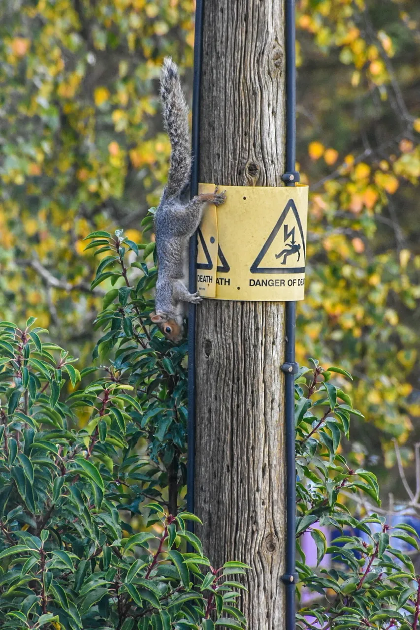 Animals Climbing Down