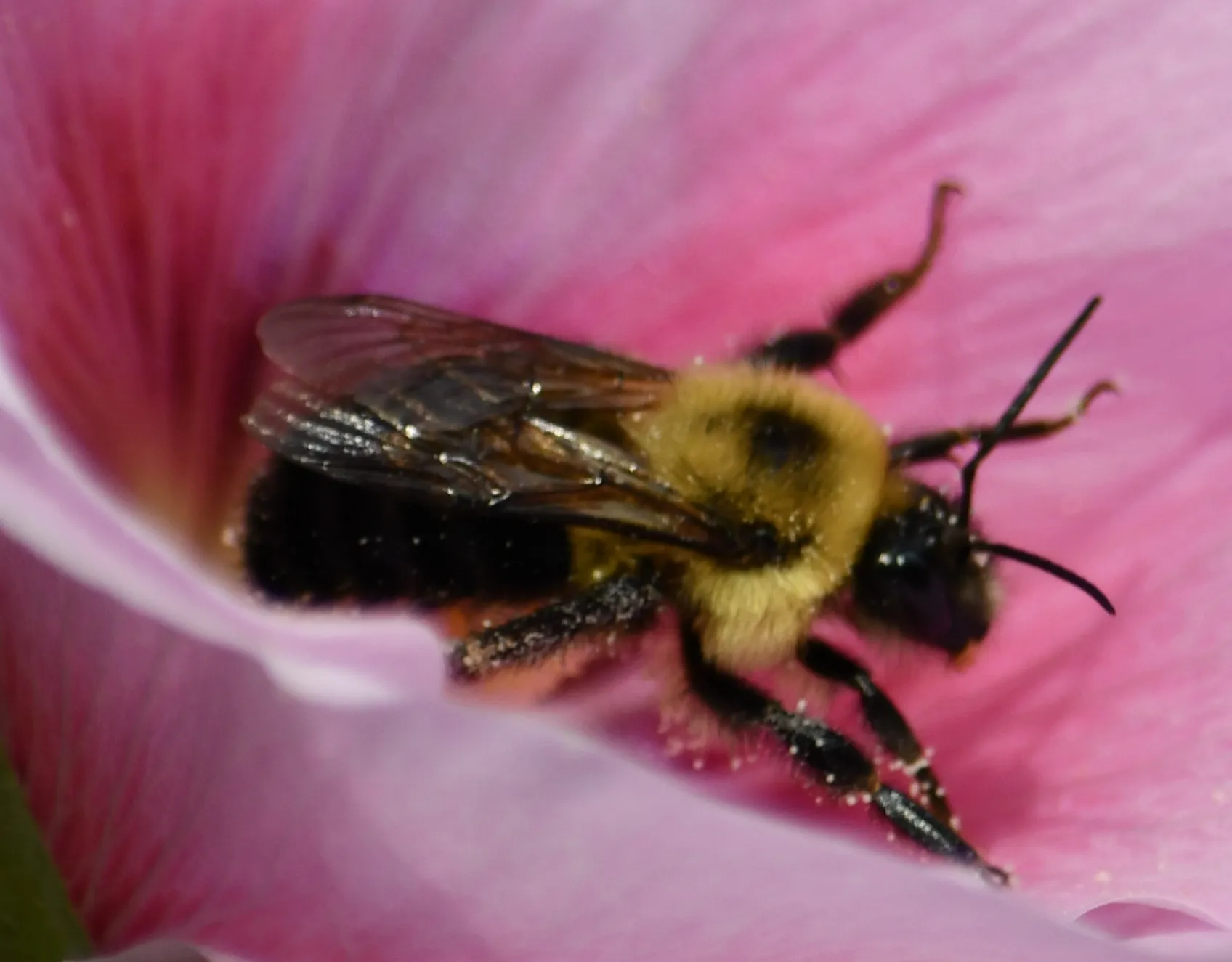 Pollinators at Work