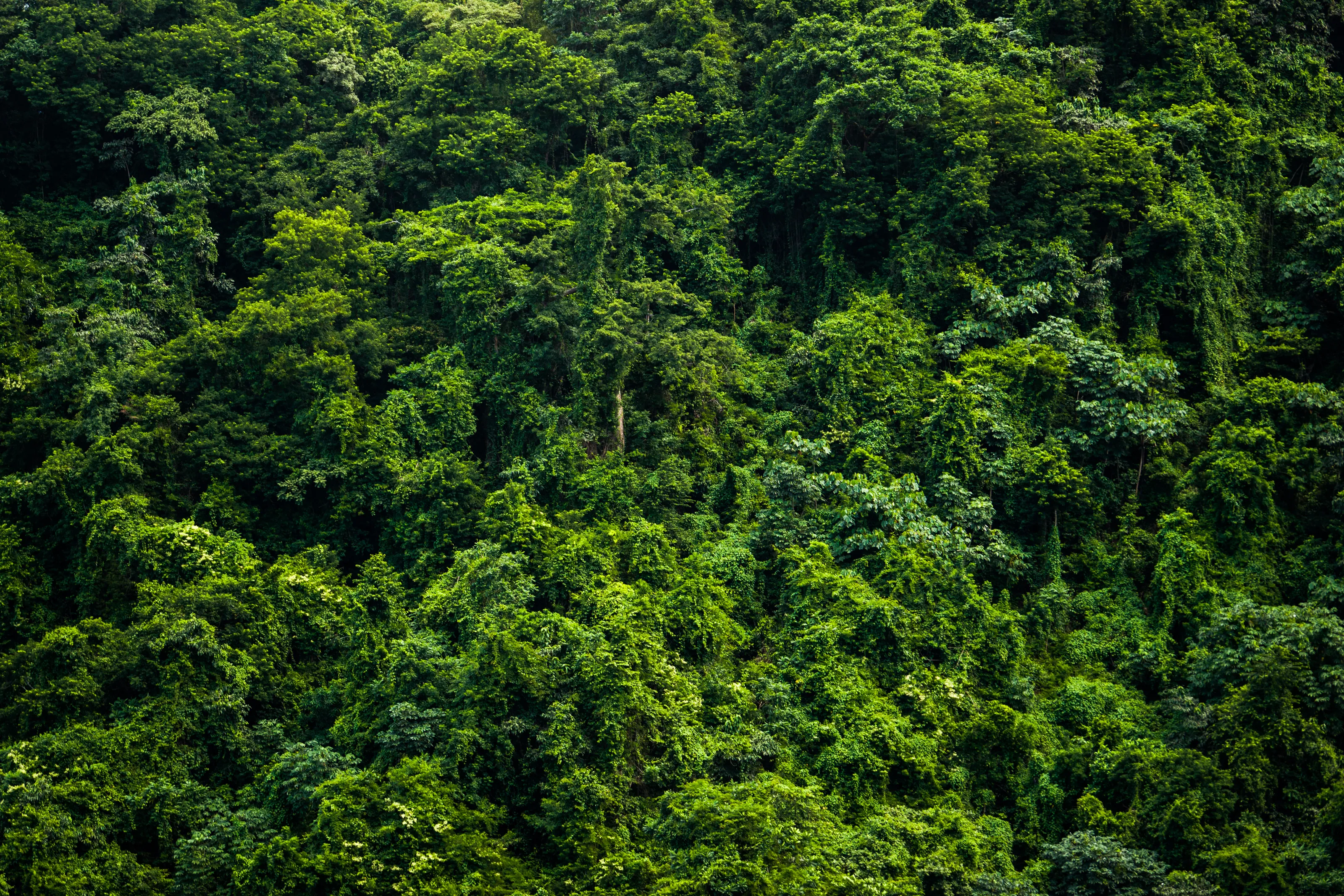 The Colour Green