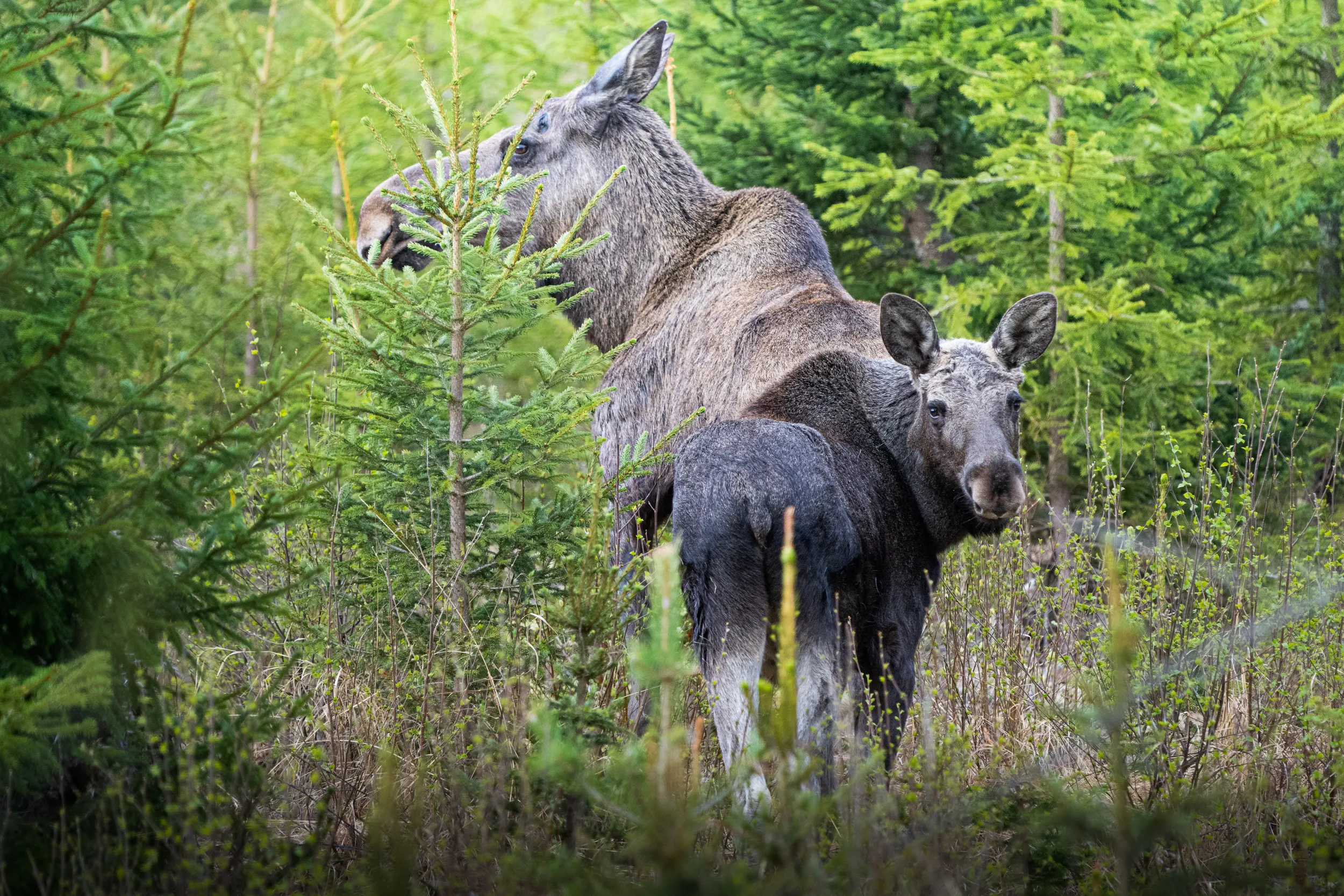 Moose in the Wild