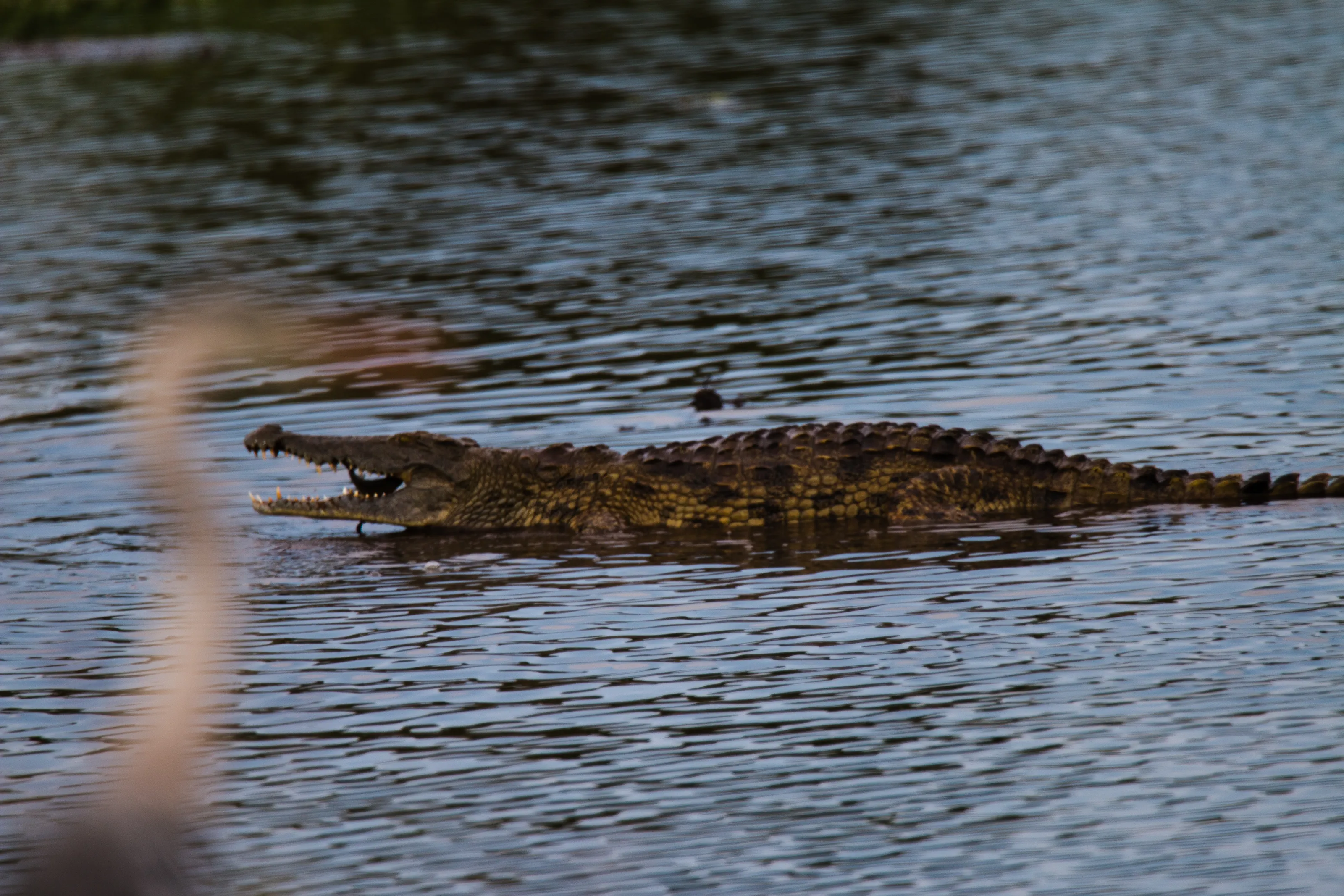 Crocodiles in the Wild