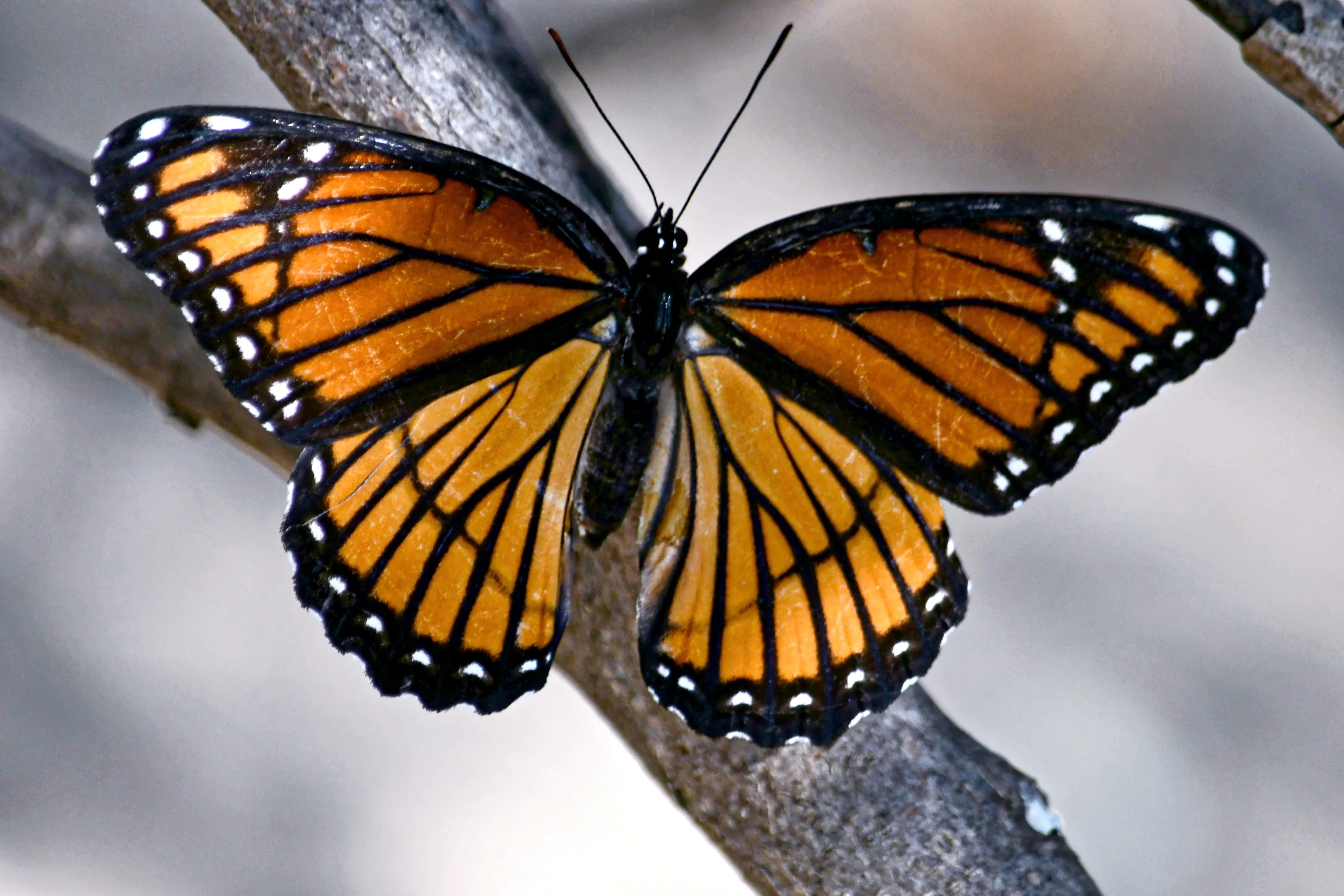 Butterflies