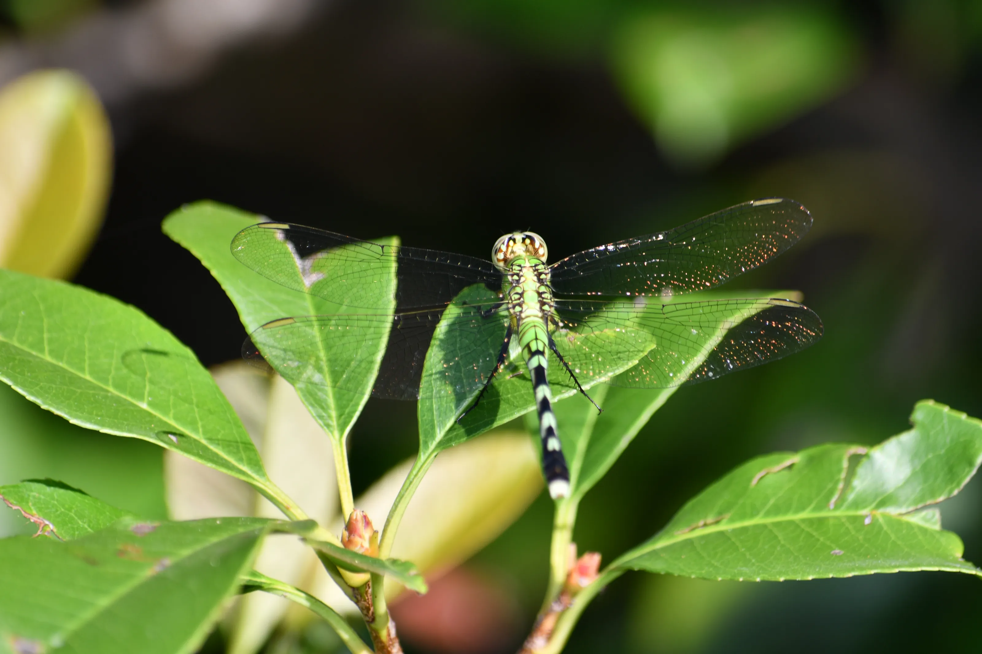 Dragonflies and Damselflies