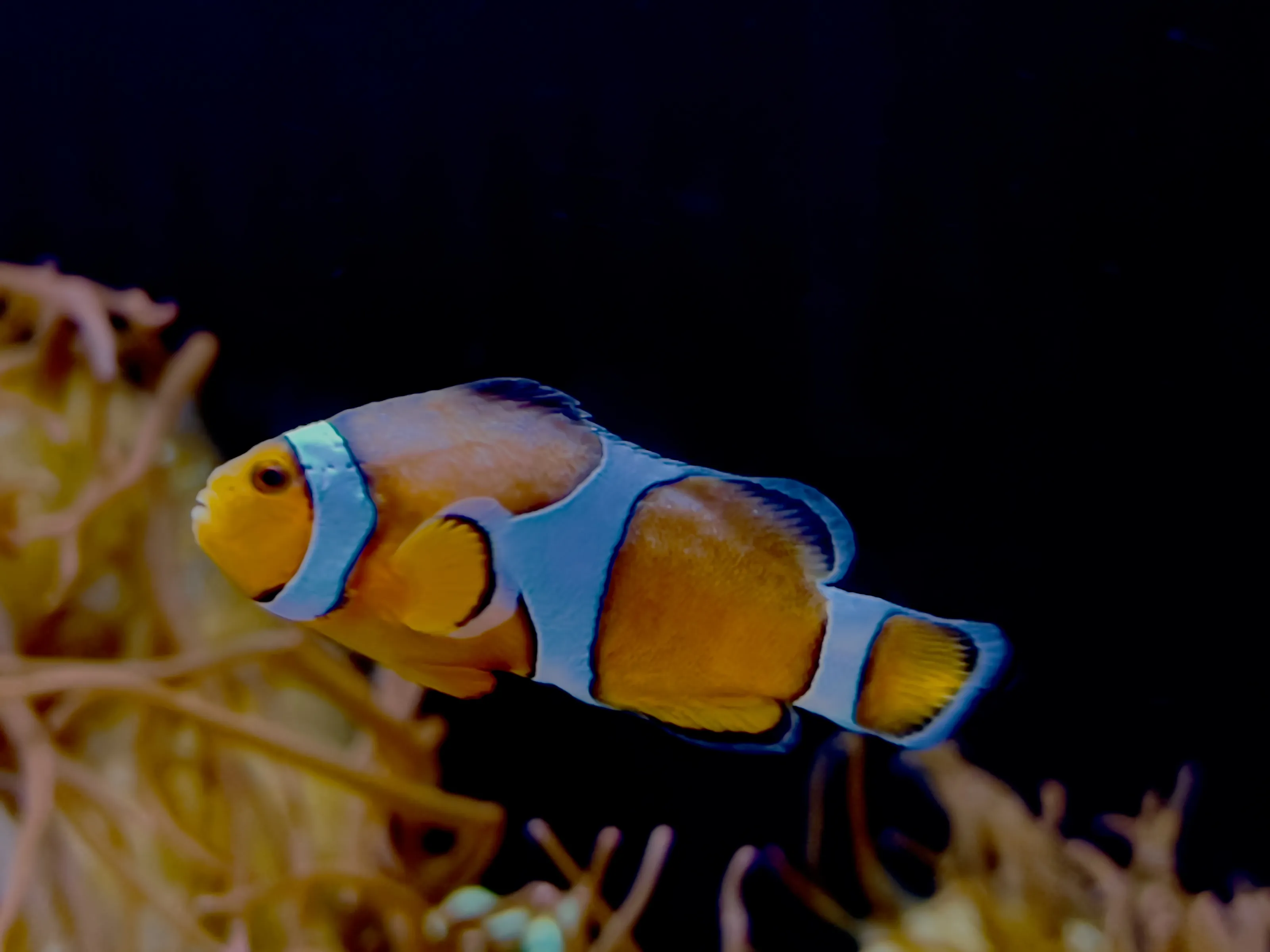 Fish and Animals with "Fish" in their Name