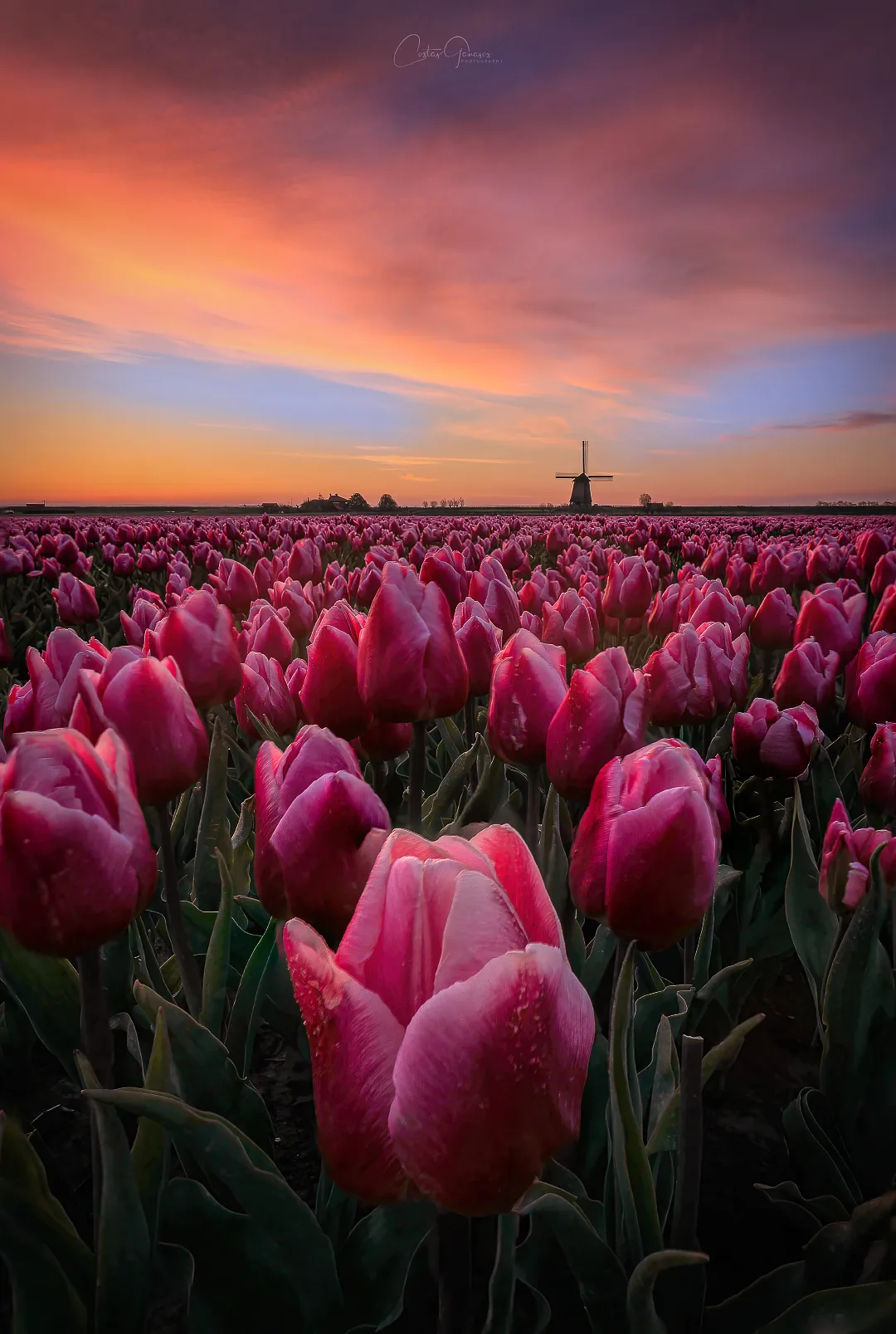 Signs of Spring