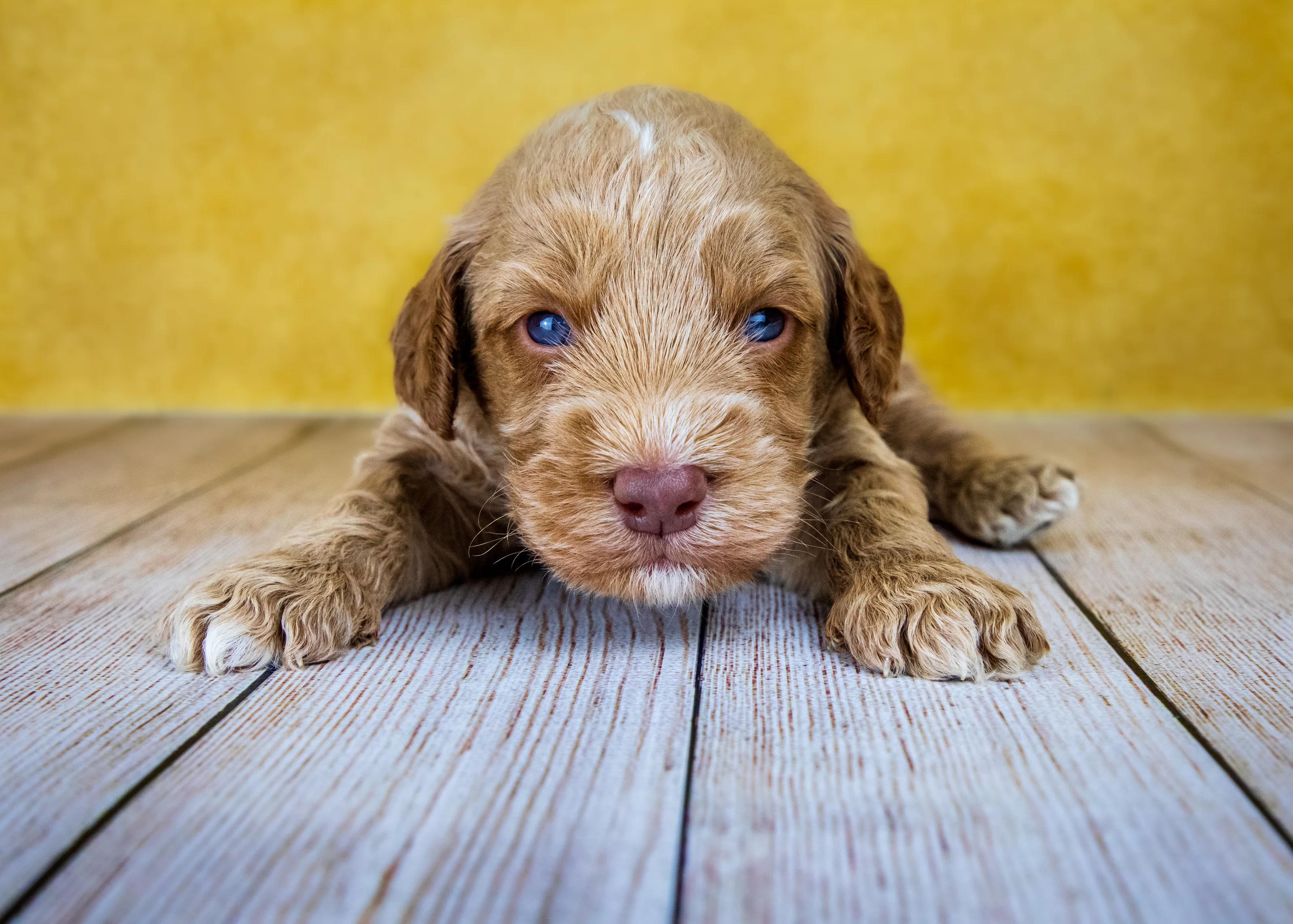 Puppy Dog Portraits