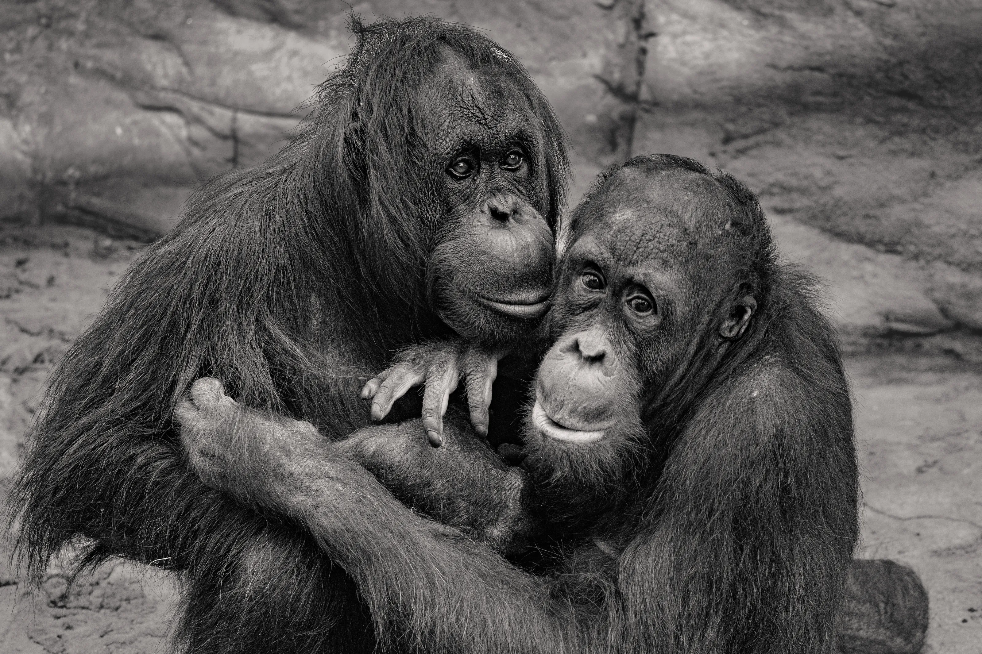 Animals Showing Emotion (not humans)