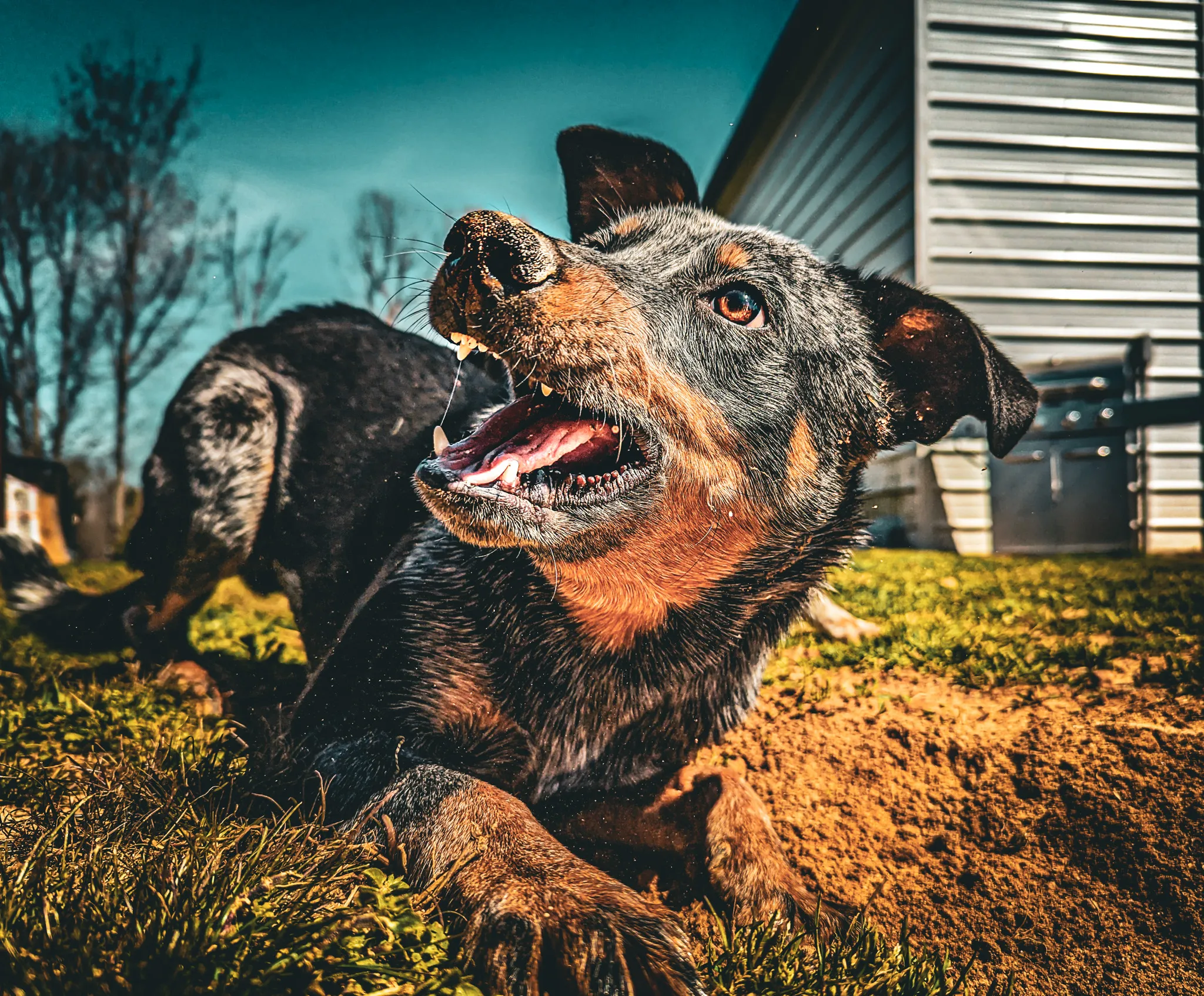 Dogs' Personalities (in colour)