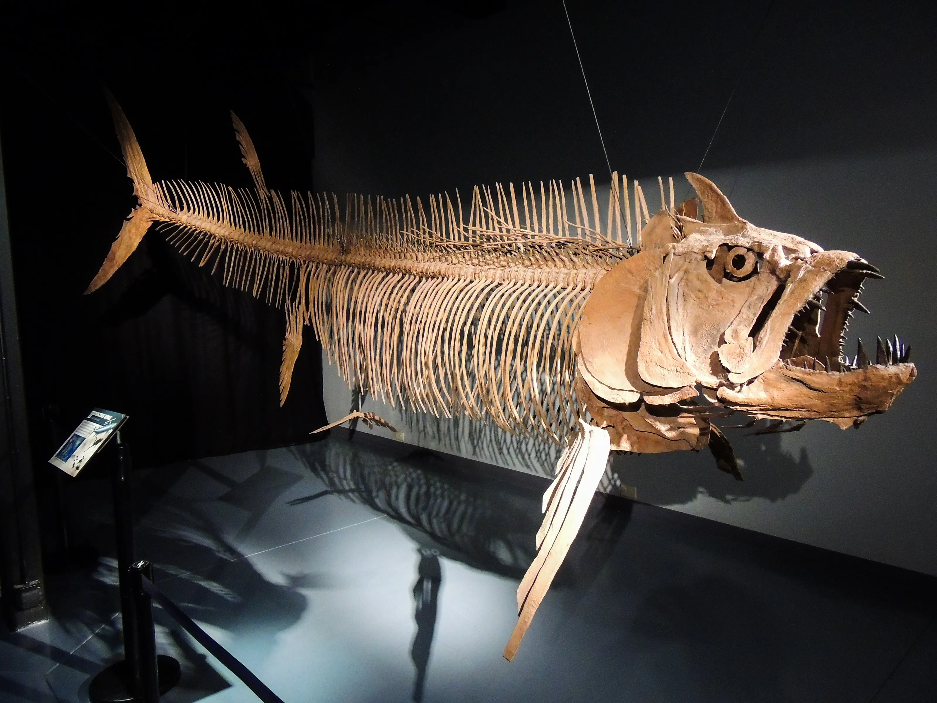 Dinousaur Displays (in colour)
