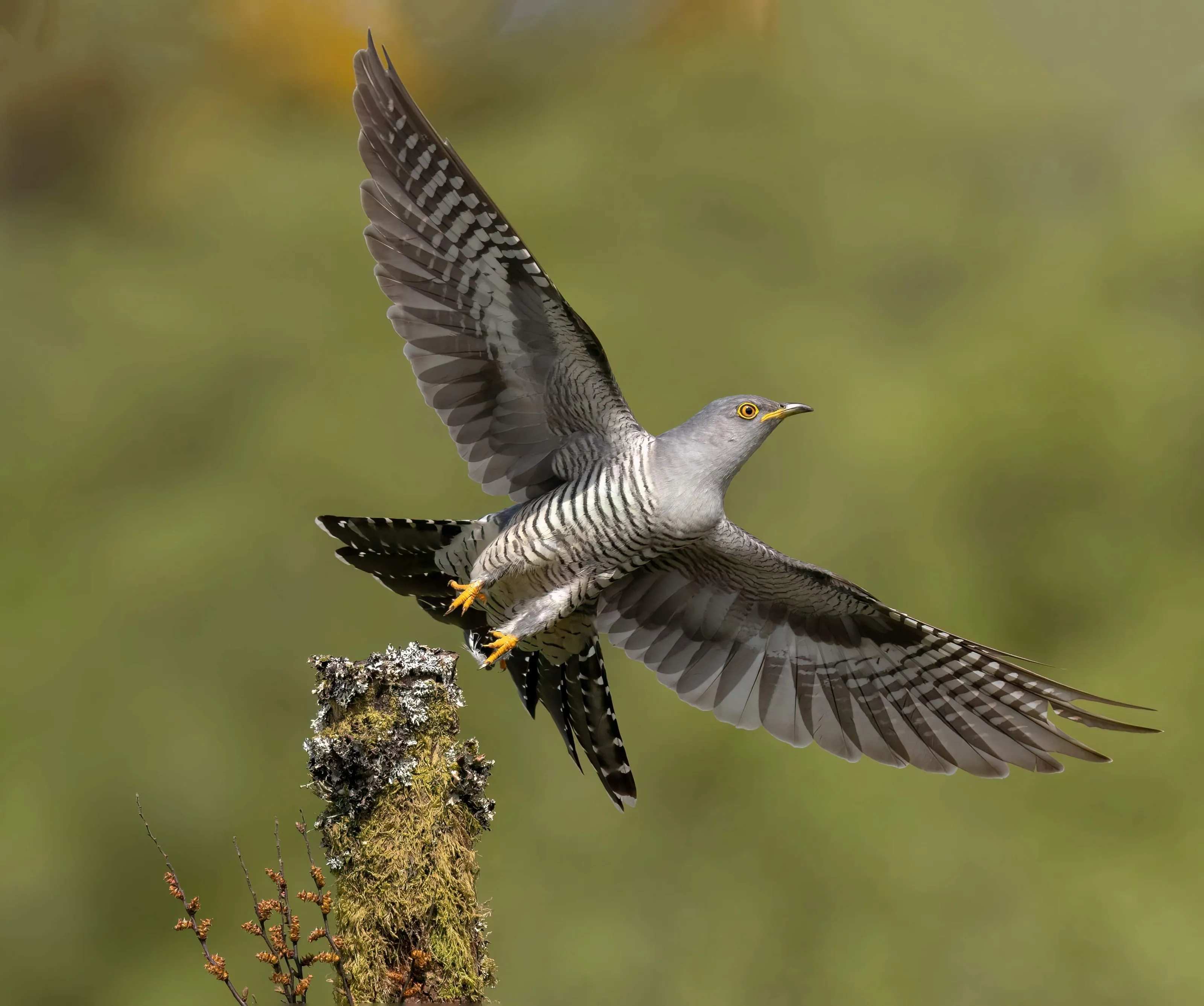 Cuckoos