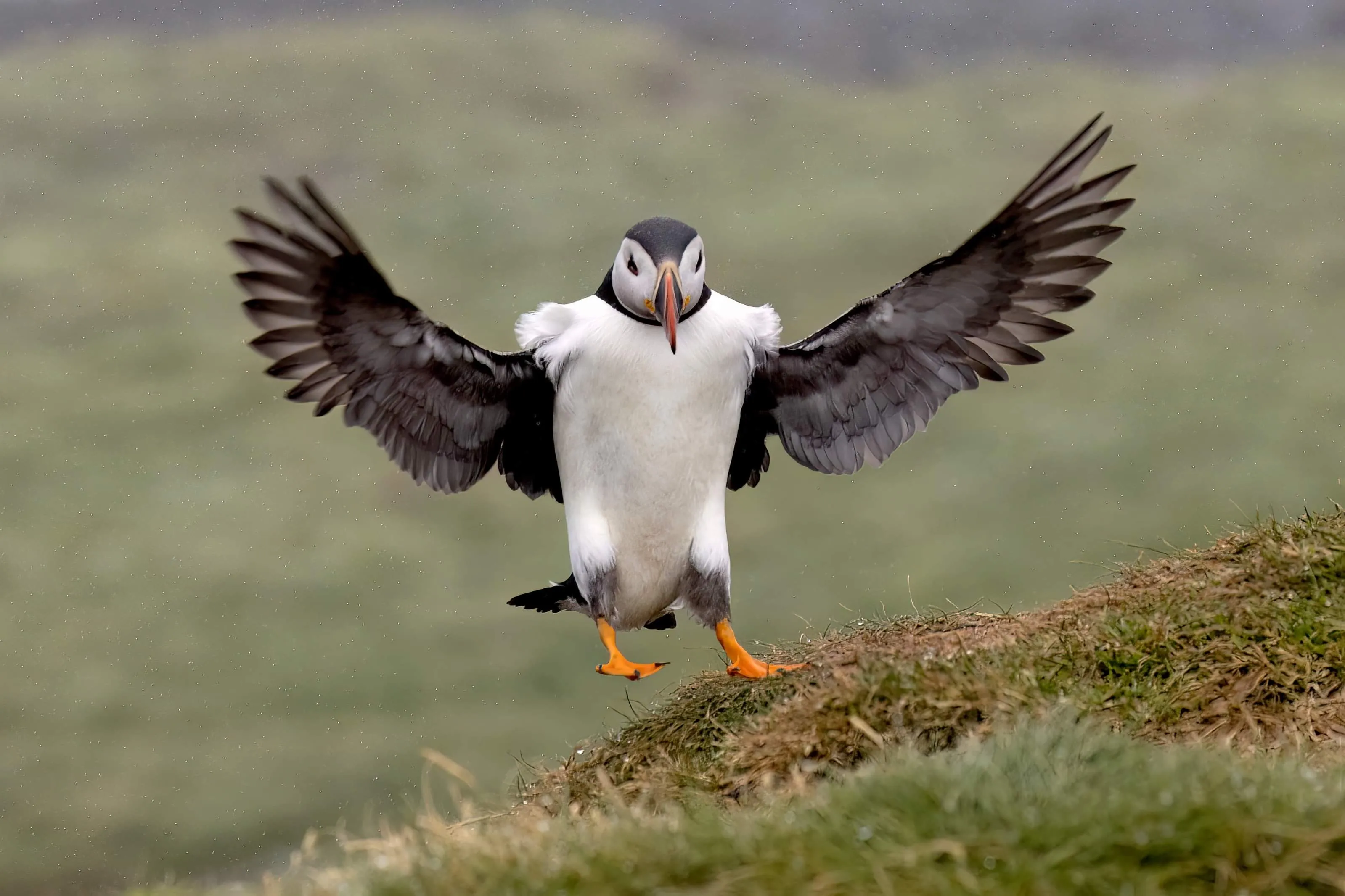 Puffins