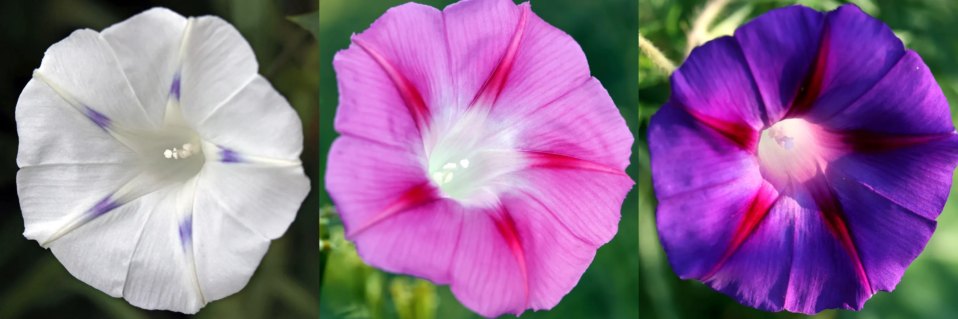 Morning Glory Flowers (in colour)