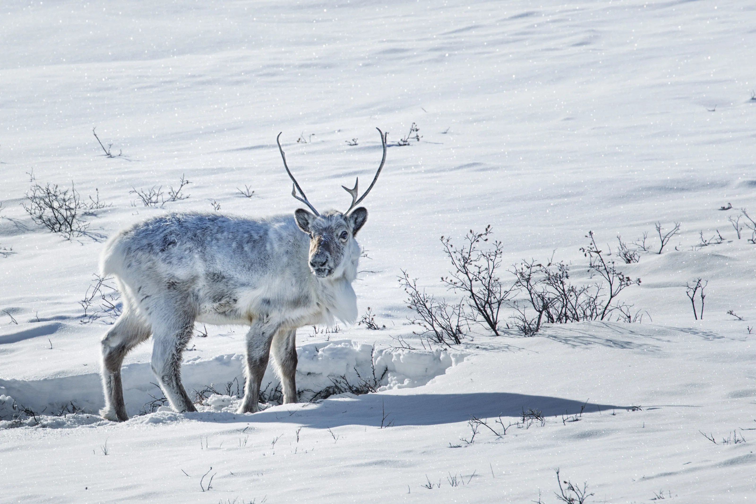 Reindeer