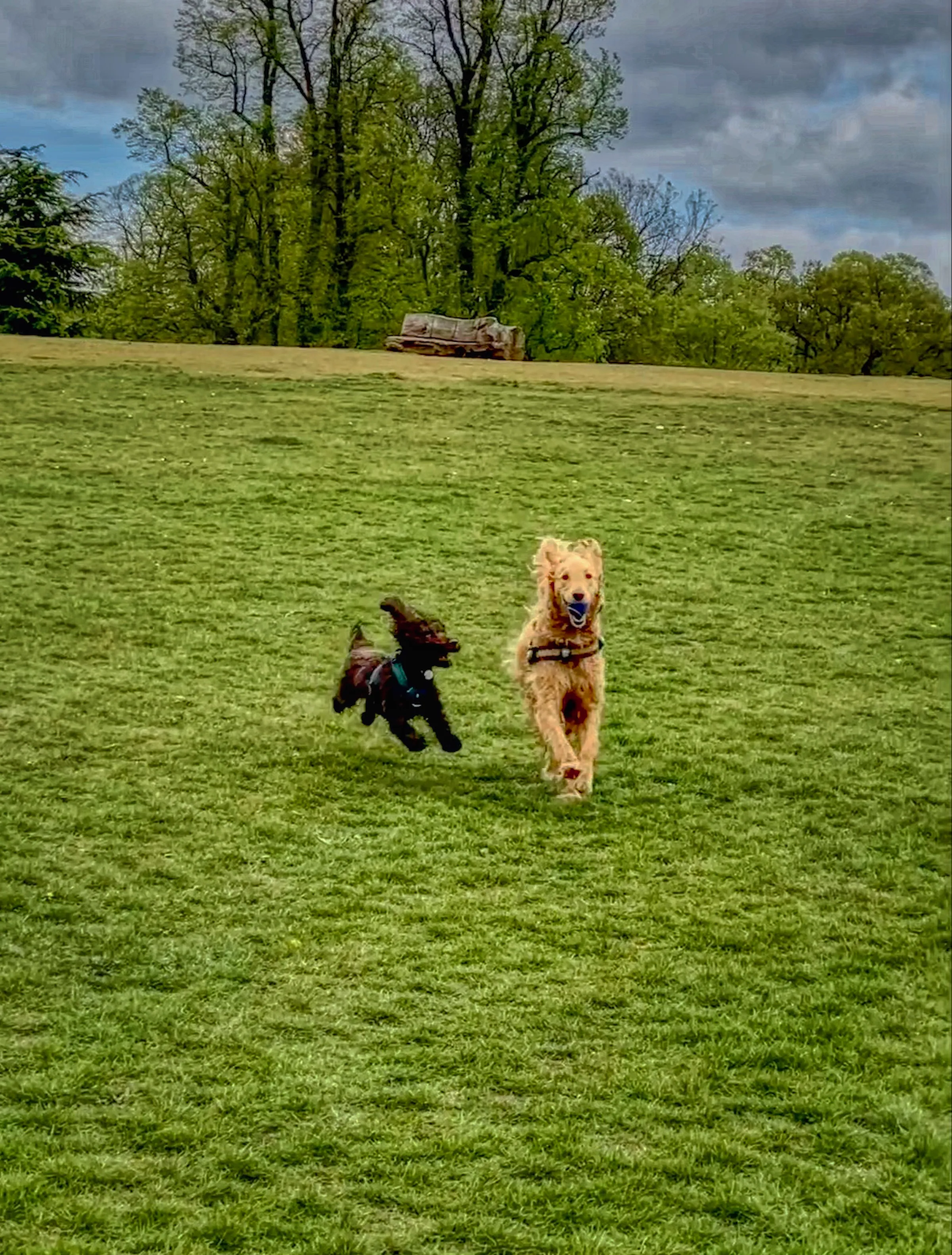 Two Dogs