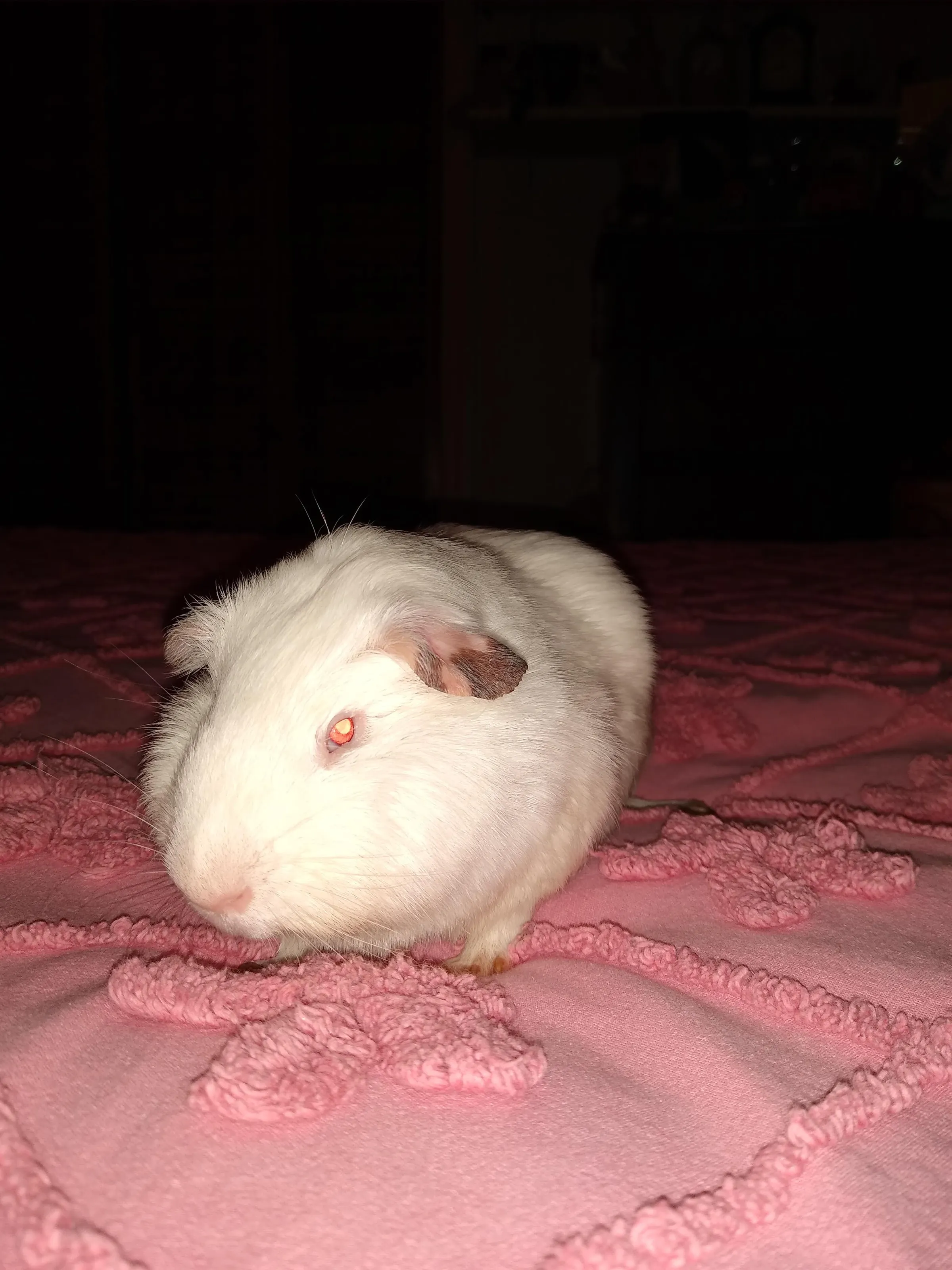 Guinea Pigs