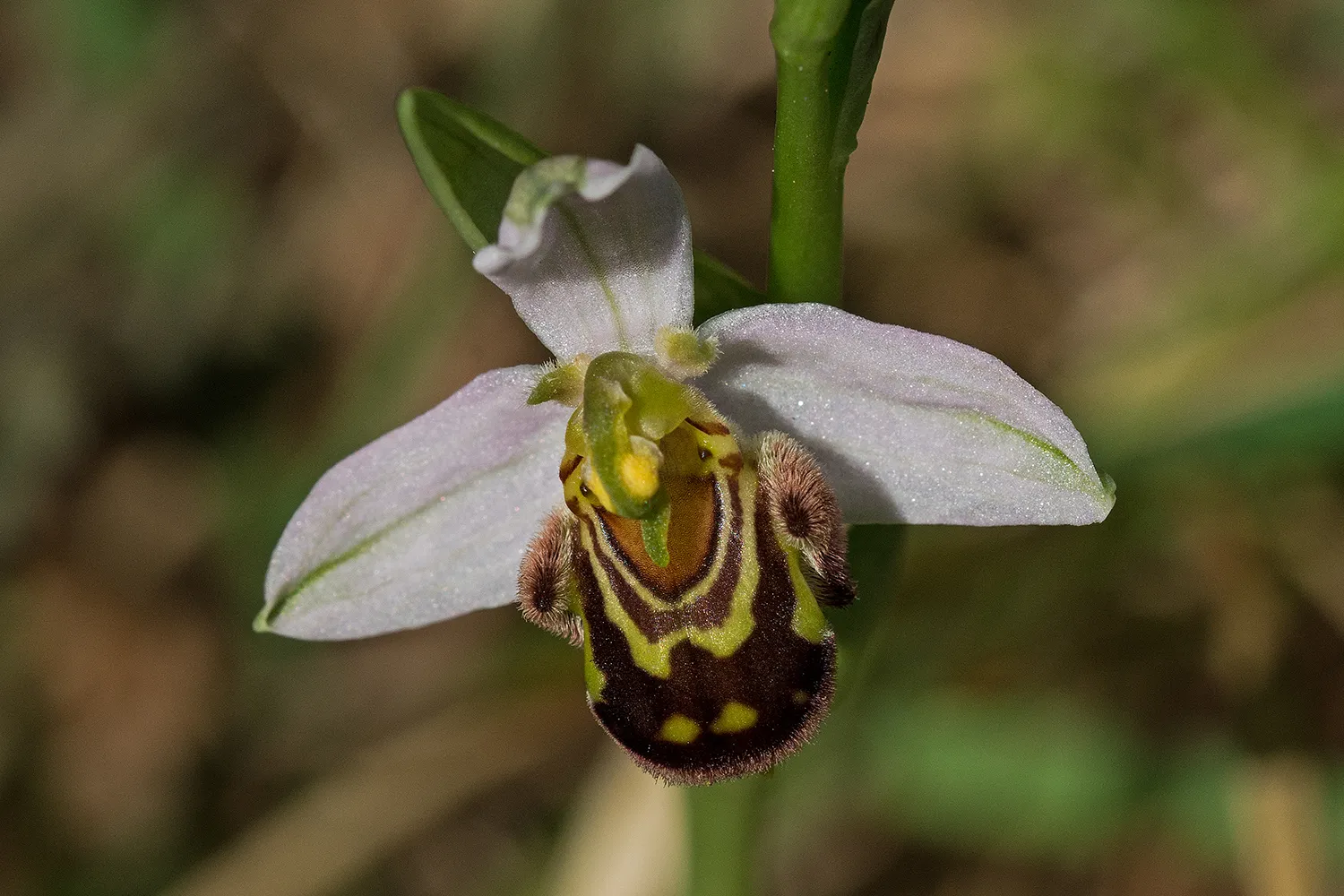 Wild Orchids