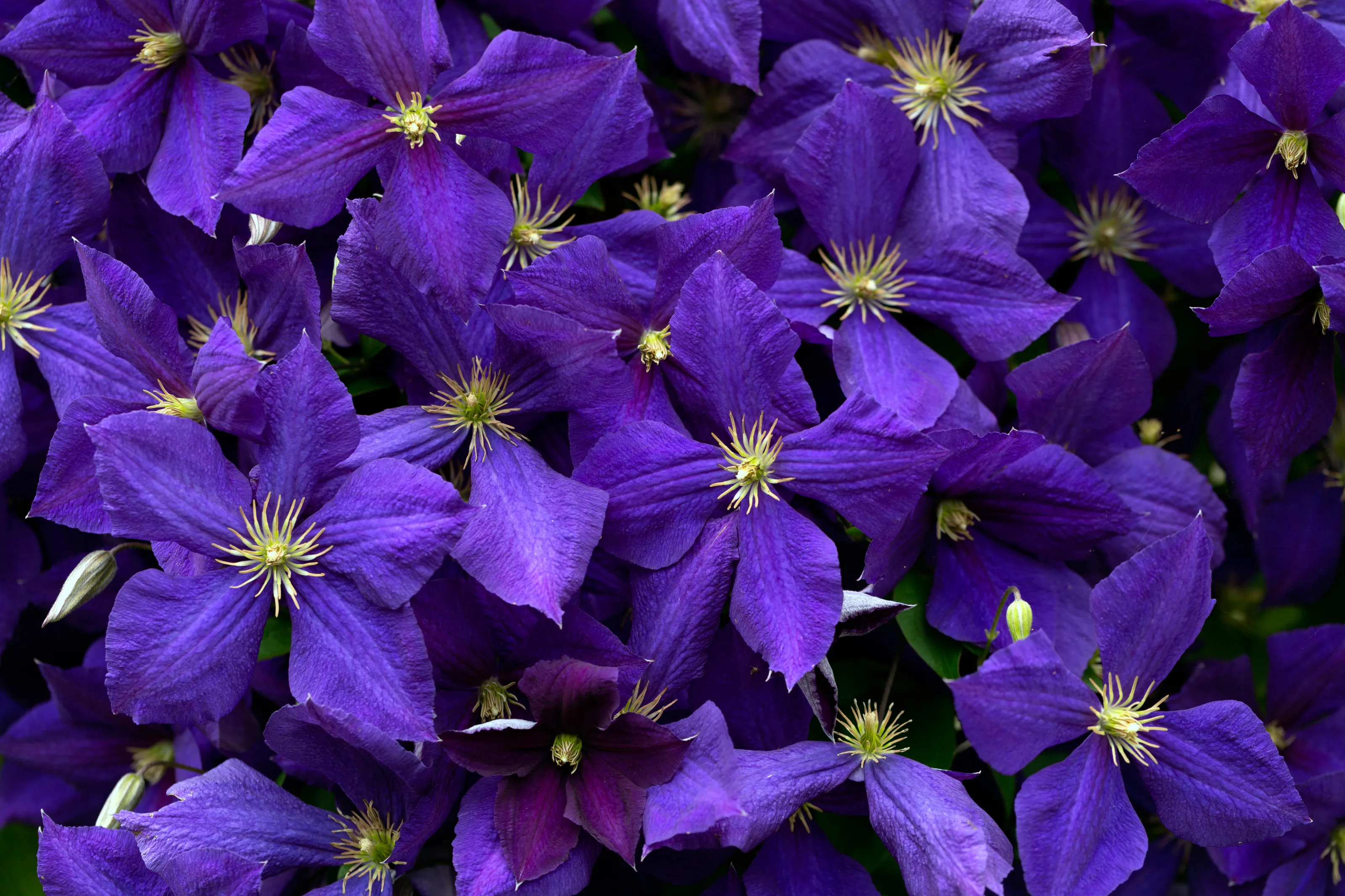Clematis (in colour)