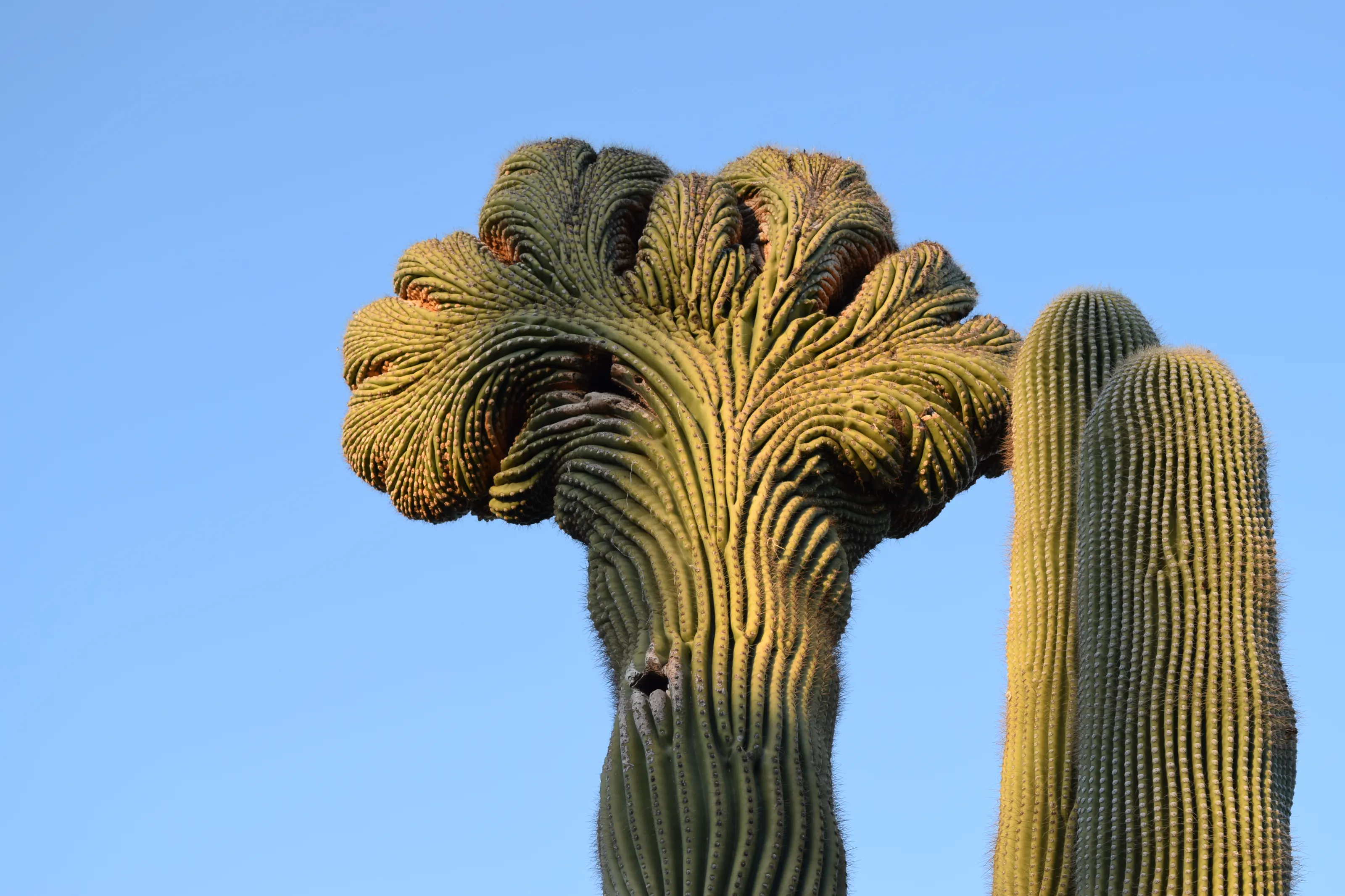 Cacti