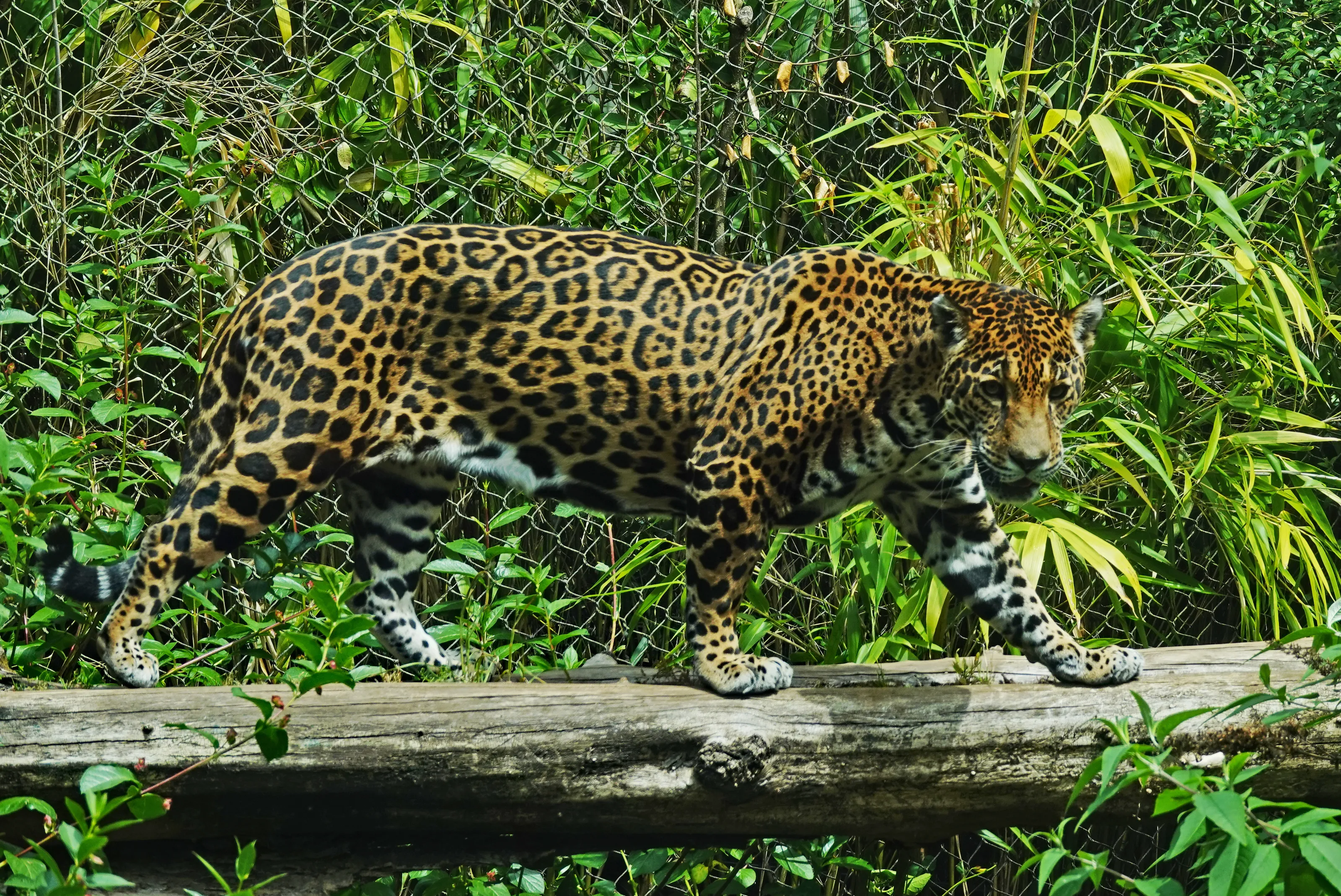Jaguar Cats