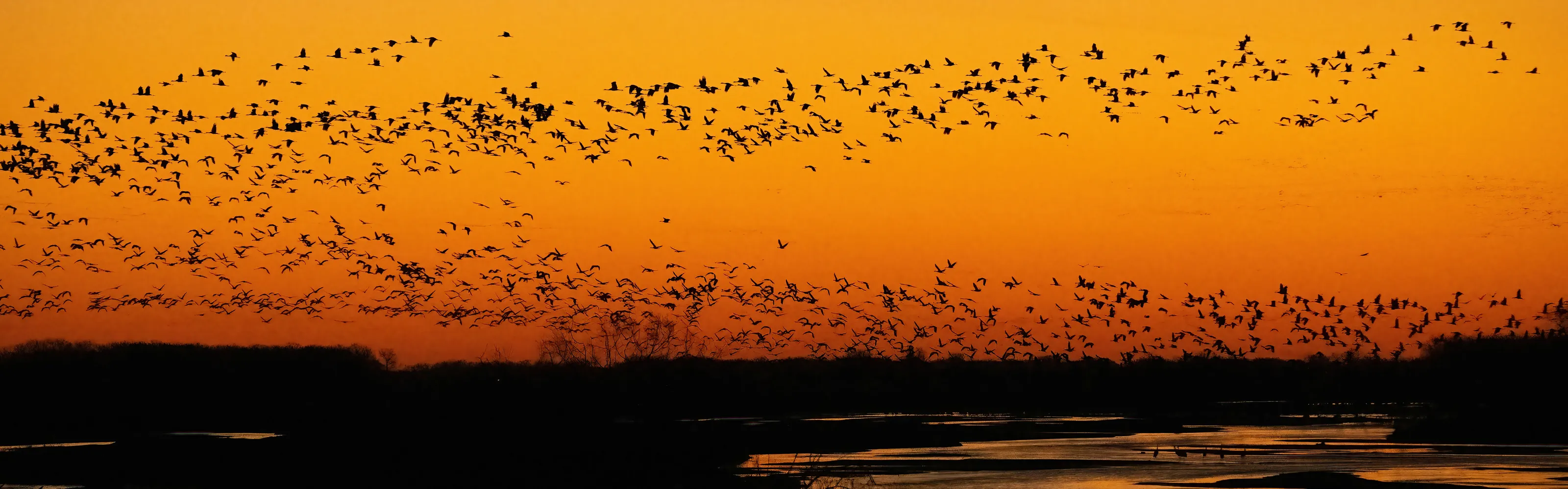 Sunrise or Sunset with Birds