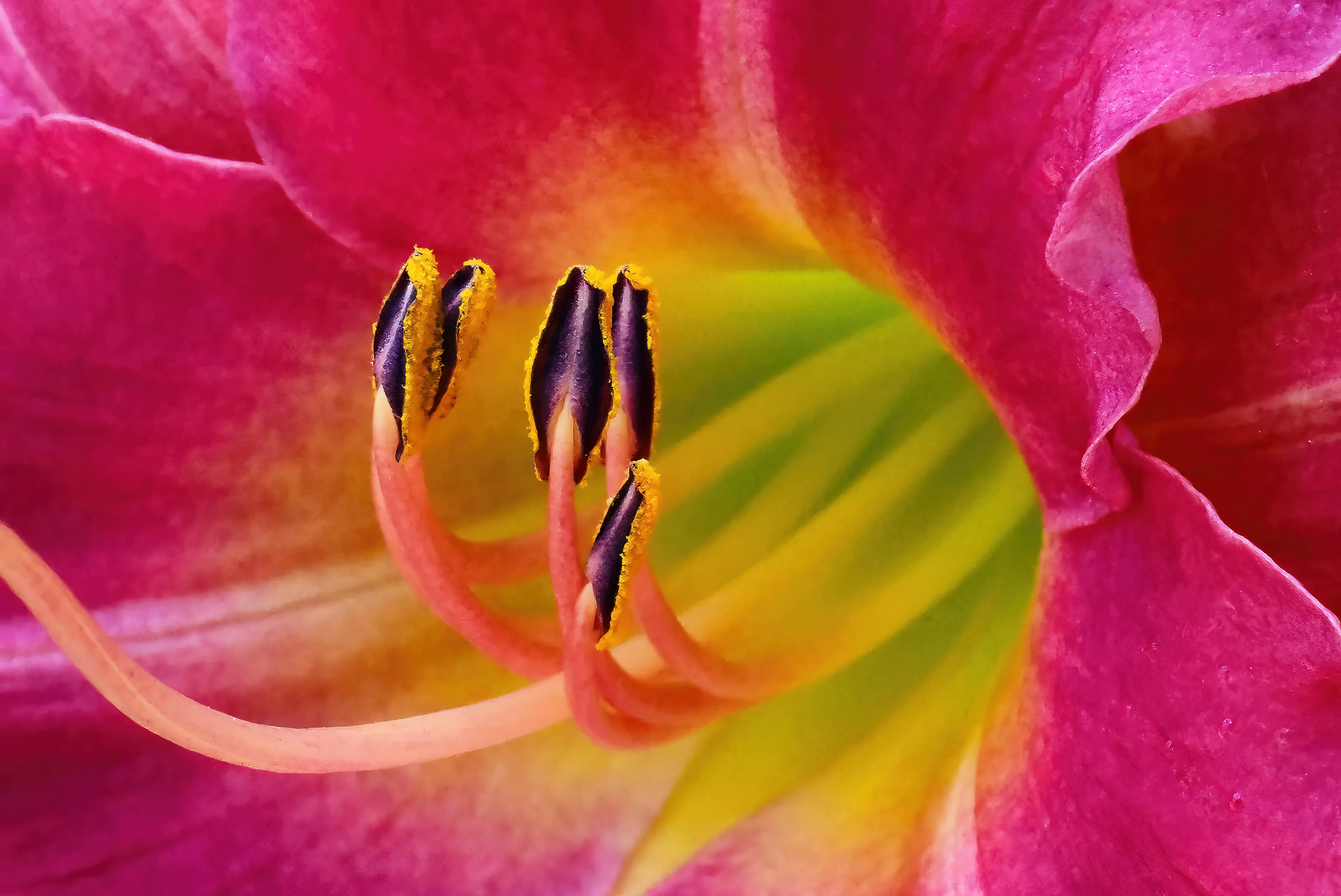 Close-Ups of Nature