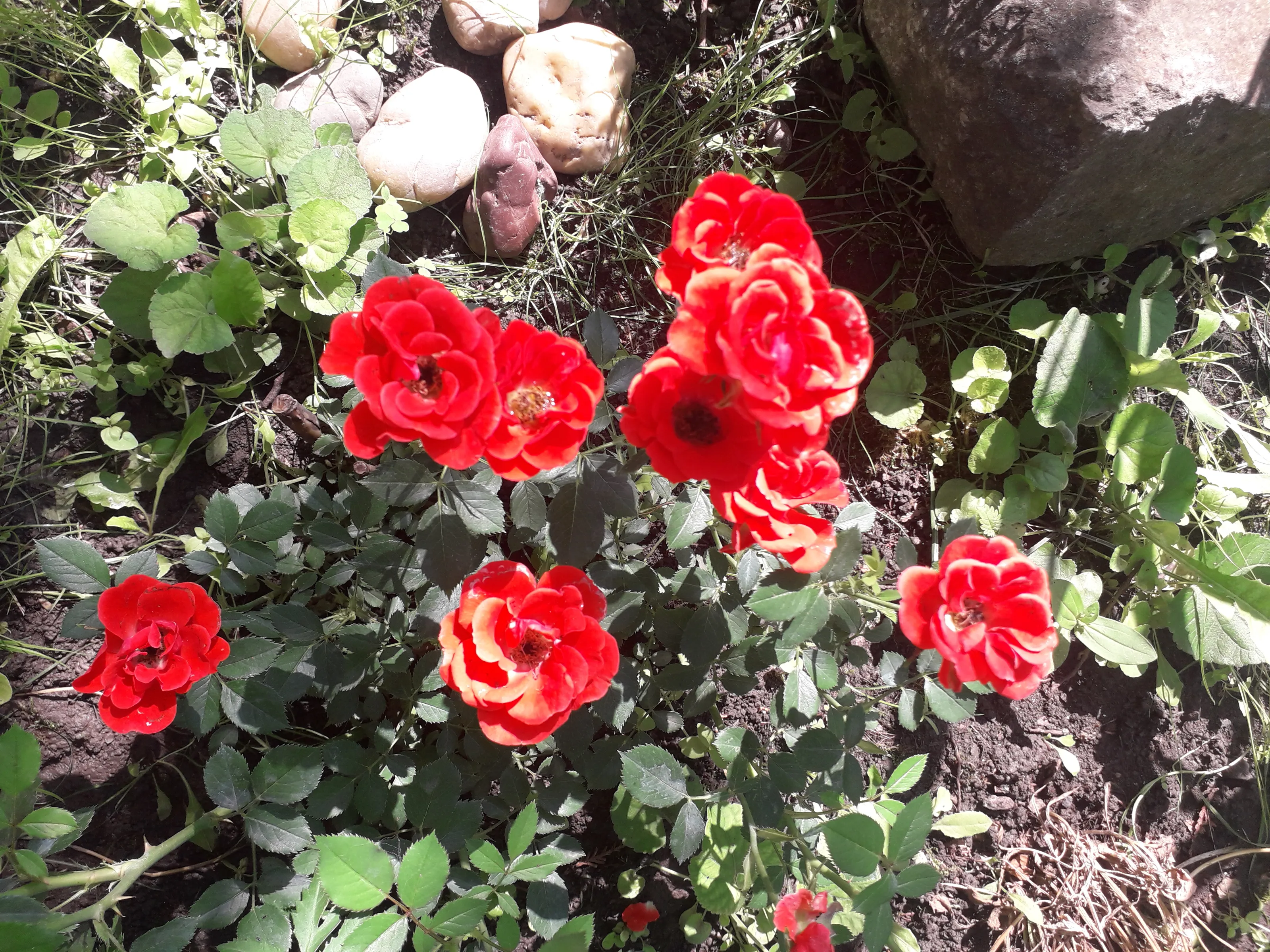 Roses