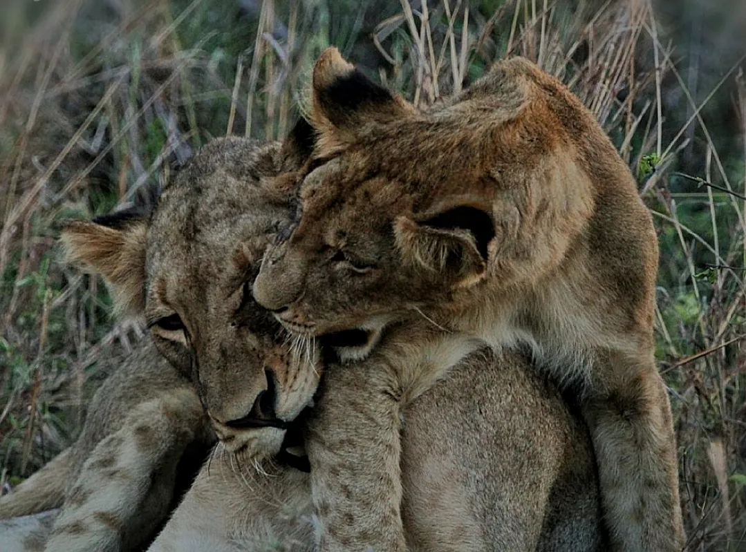 Animals Caring for Each Other