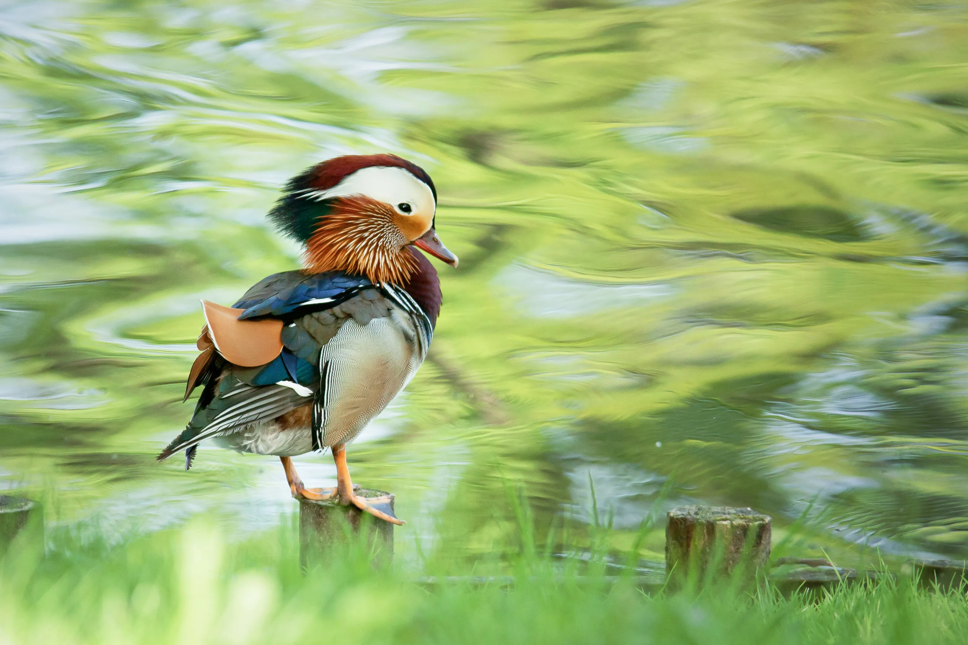 Mandarin Ducks (in colour)