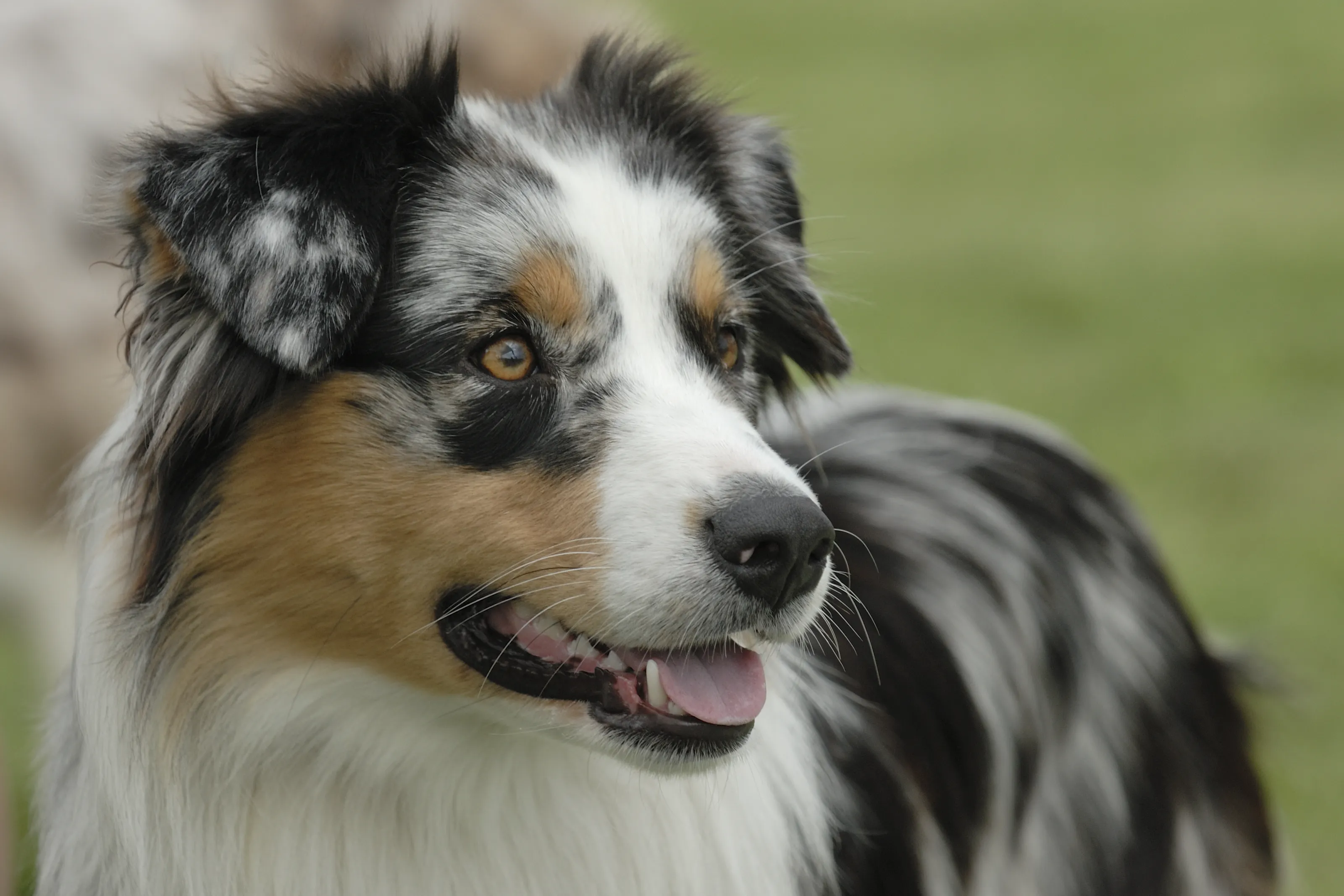 Herding Dogs
