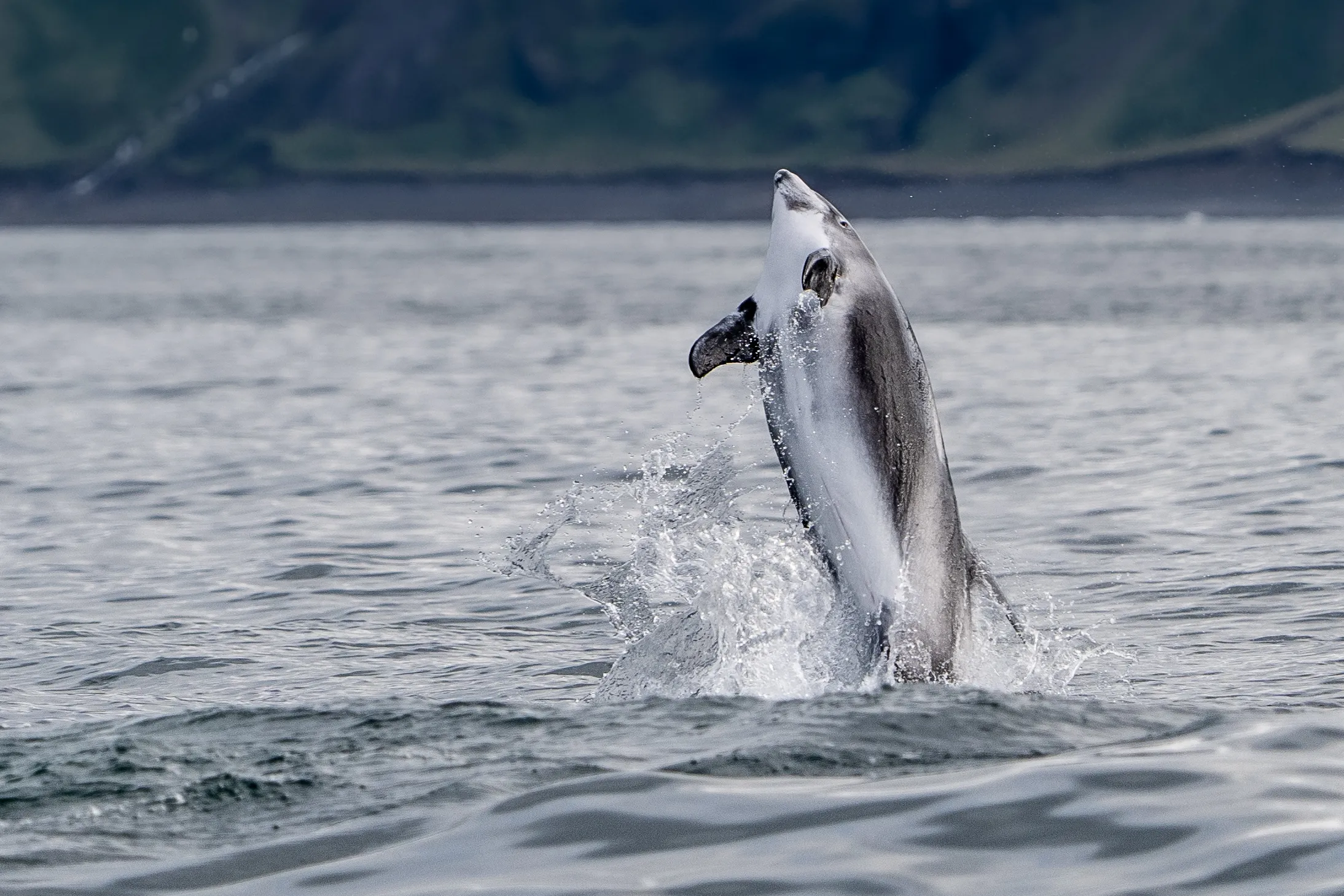 Cetaceans in the Wild