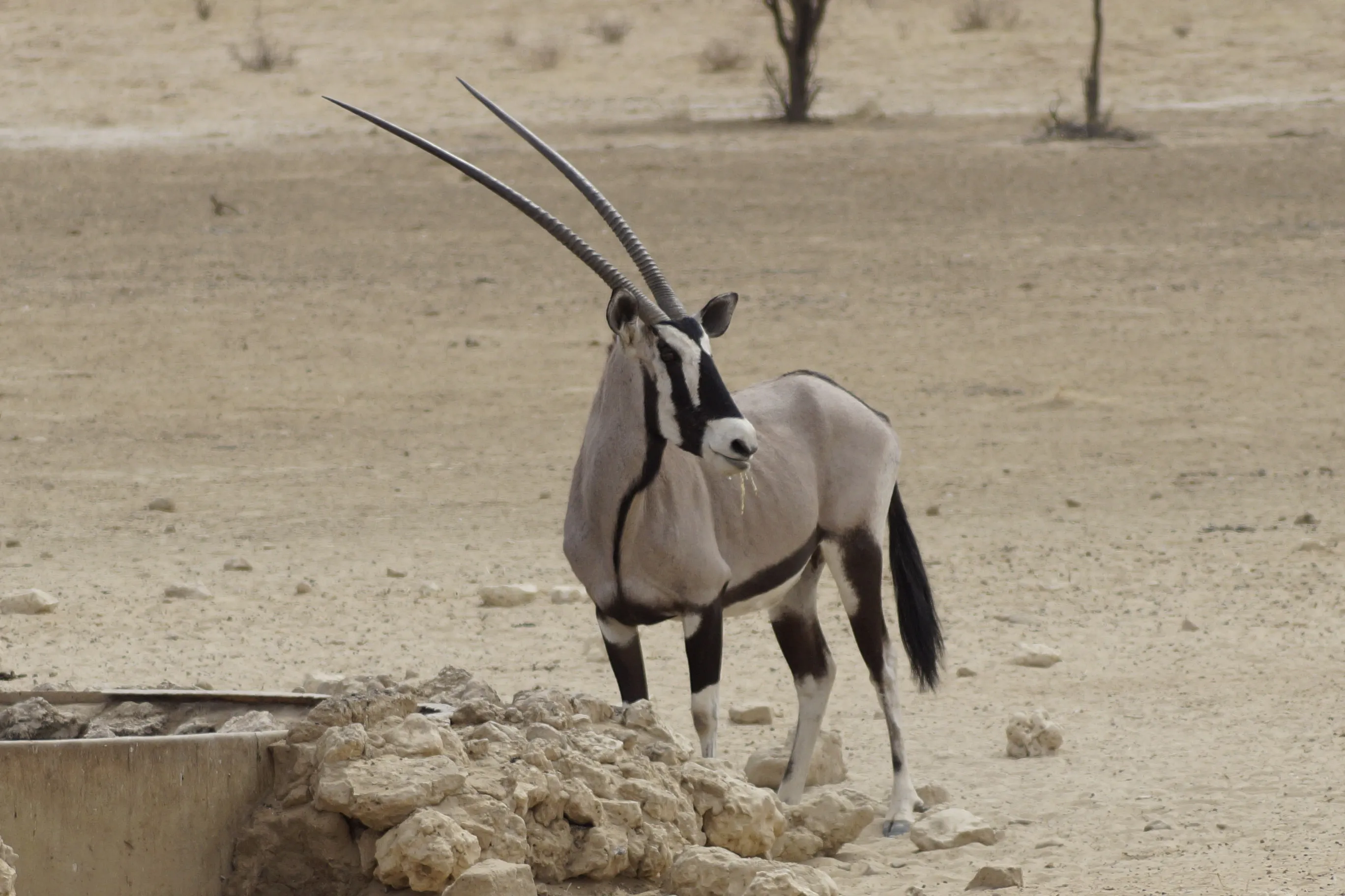 Desert Wildlife