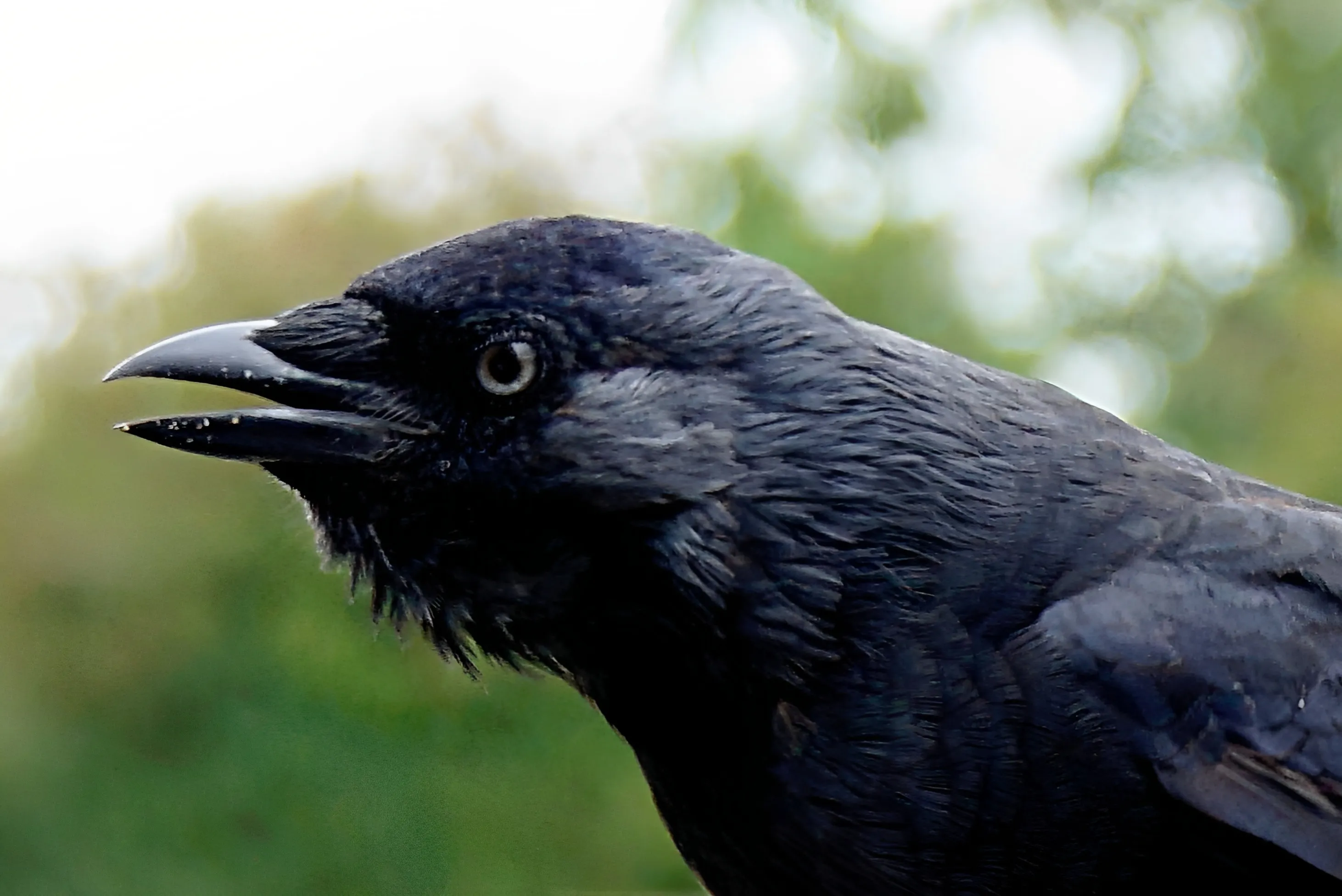 Birds in the Crow Family